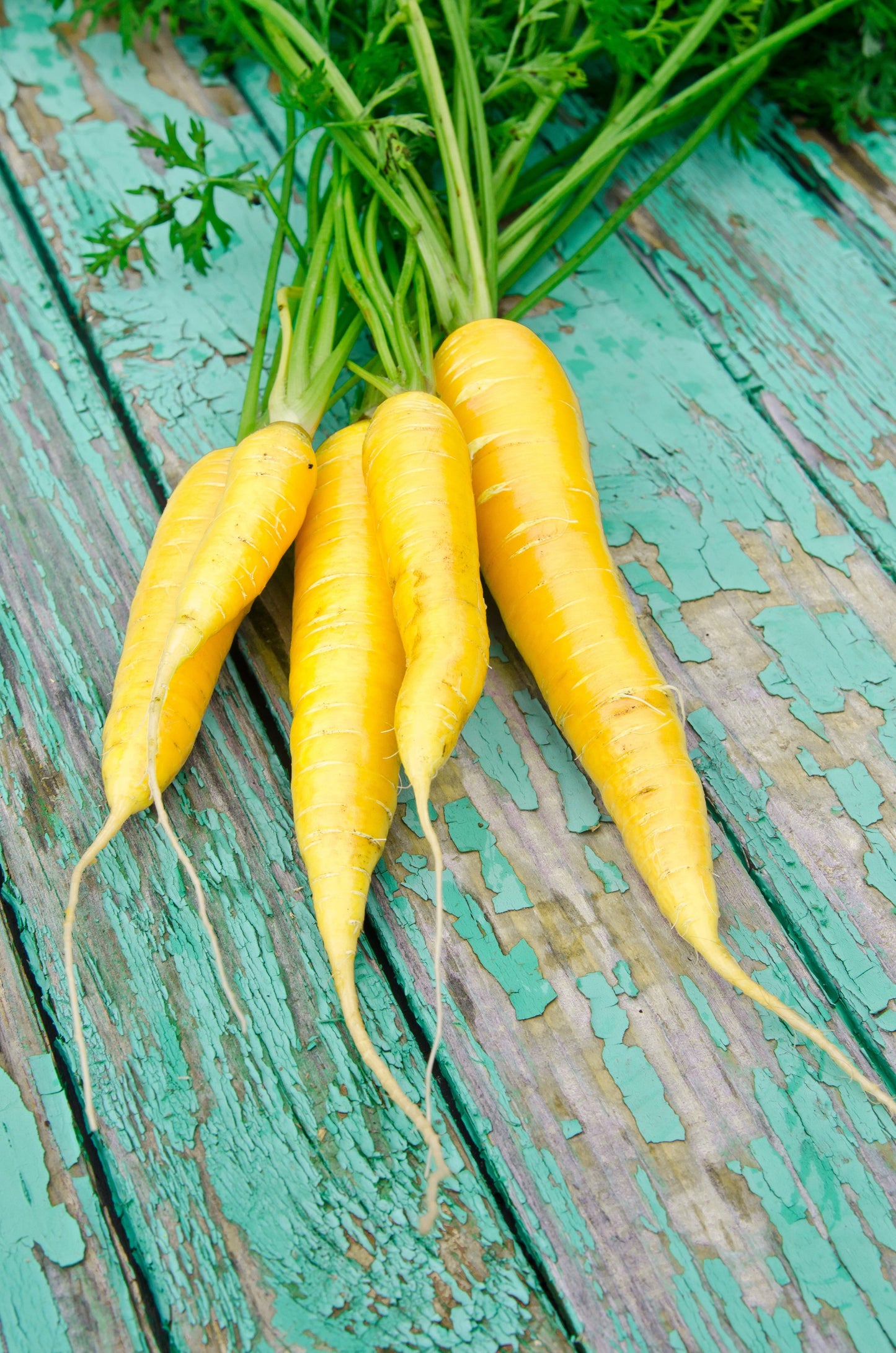 300 SOLAR YELLOW CARROT Daucus Carota Vegetable Seeds
