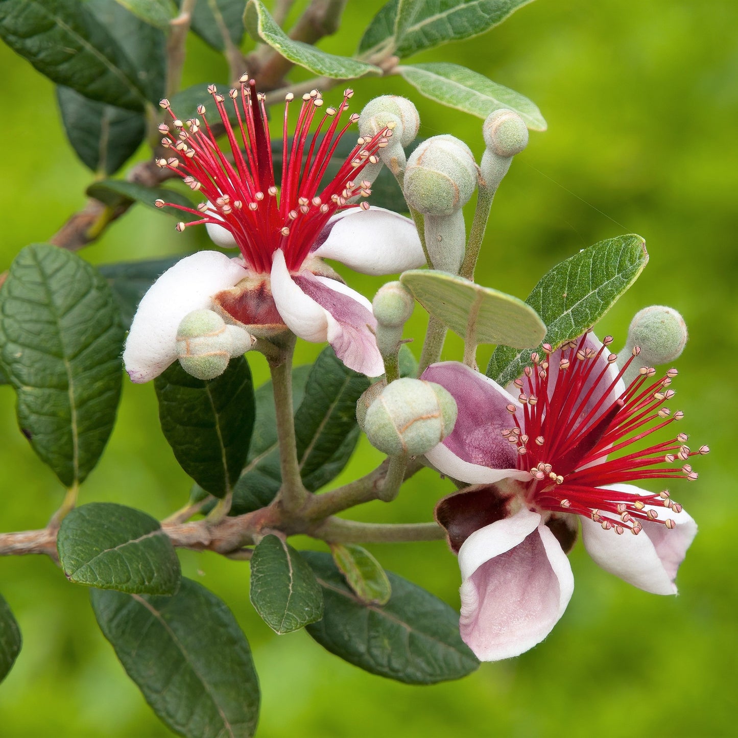 10 PINEAPPLE GUAVA Fruit Acca Guavasteen Brazilian or Fig Guava Feijoa Sellowiana Pink Red Flower Tree Shrub Seeds