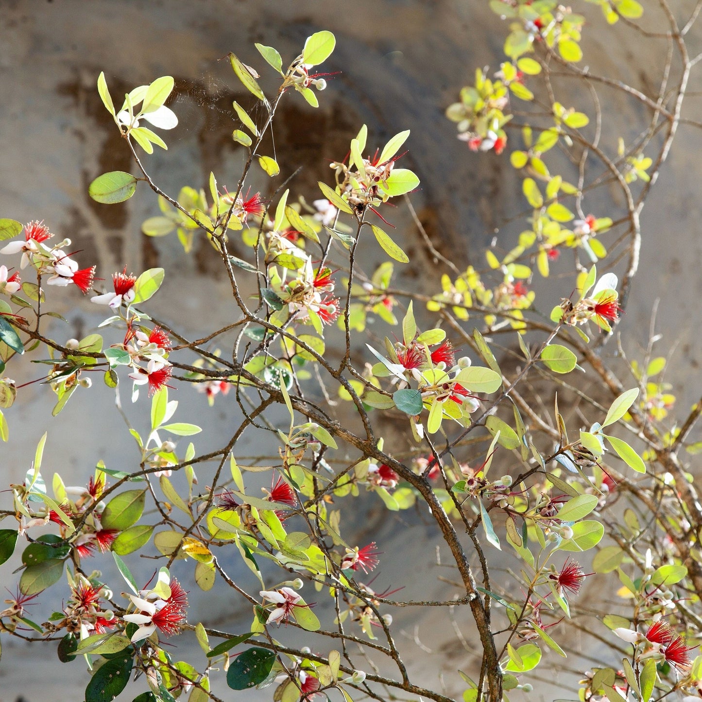 10 PINEAPPLE GUAVA Fruit Acca Guavasteen Brazilian or Fig Guava Feijoa Sellowiana Pink Red Flower Tree Shrub Seeds