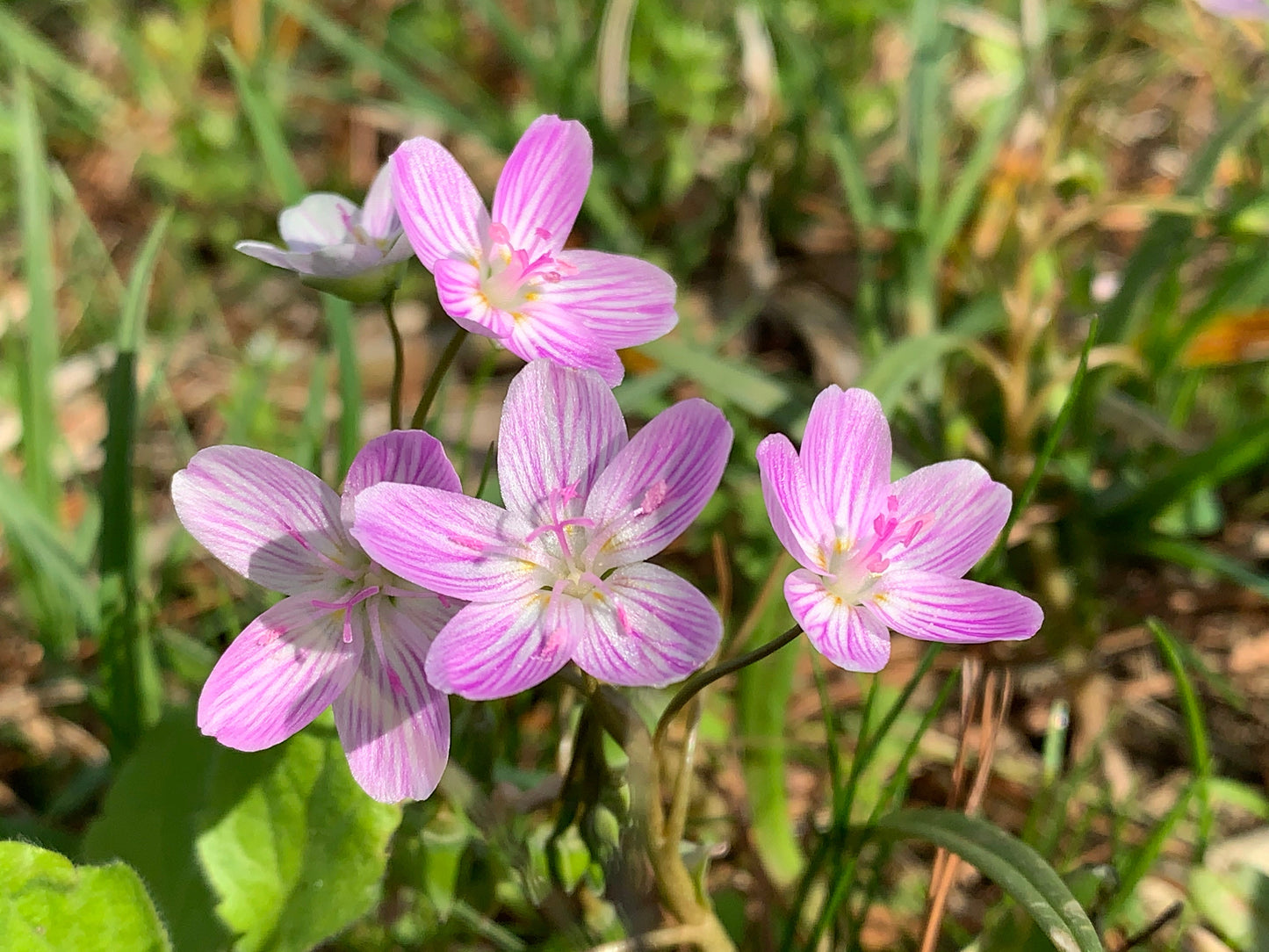 20 VIRGINIA SPRING BEAUTY Claytonia Virginica Eastern Fairy Pink Striped Native Grass Shade Flower Herb Seeds