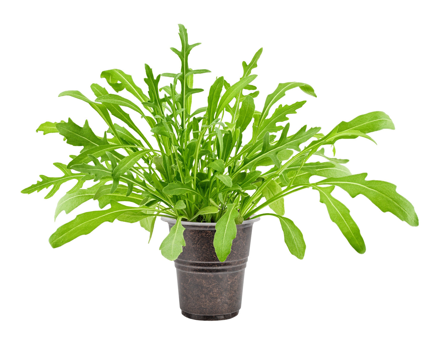 2000 ARUGULA Eruca Vesicaria Sativa Greens Vegetable Seeds