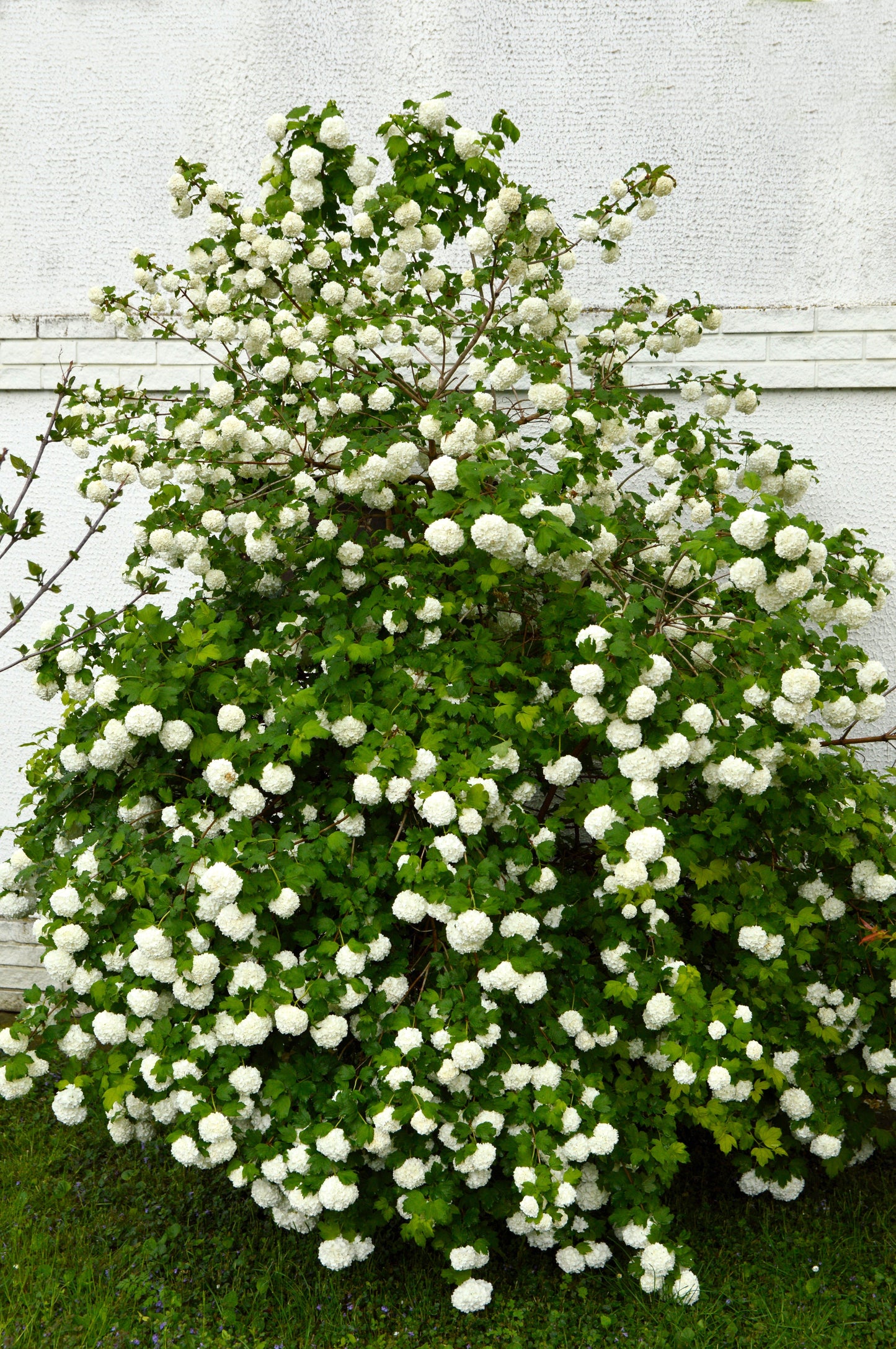 30 EUROPEAN CRANBERRY / SNOWBALL Tree Guelder Rose Viburnum Opulus Red Fruit White Flower Seeds