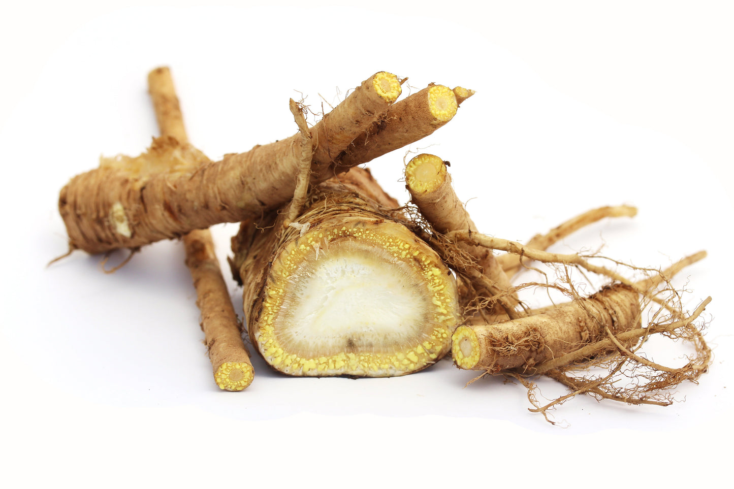 30 ANGELICA Archangelica Officinalis Edible Archangel / Holy Ghost Herb Seeds