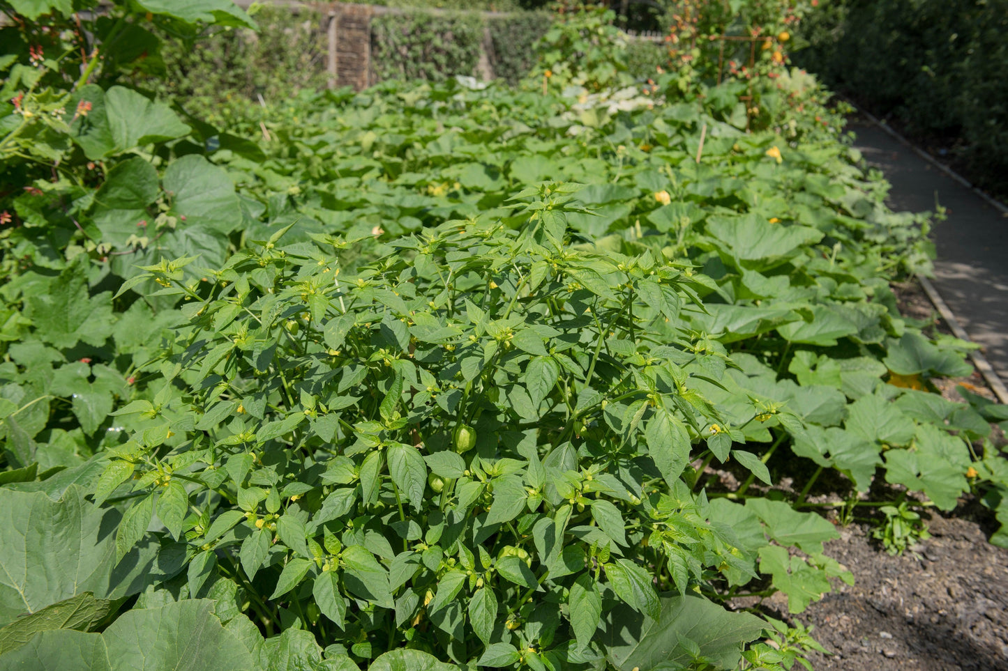 50 PINEAPPLE TOMATILLO Yellow Ground Cherry Physalis Ixocarpa Fruit Vine Seeds