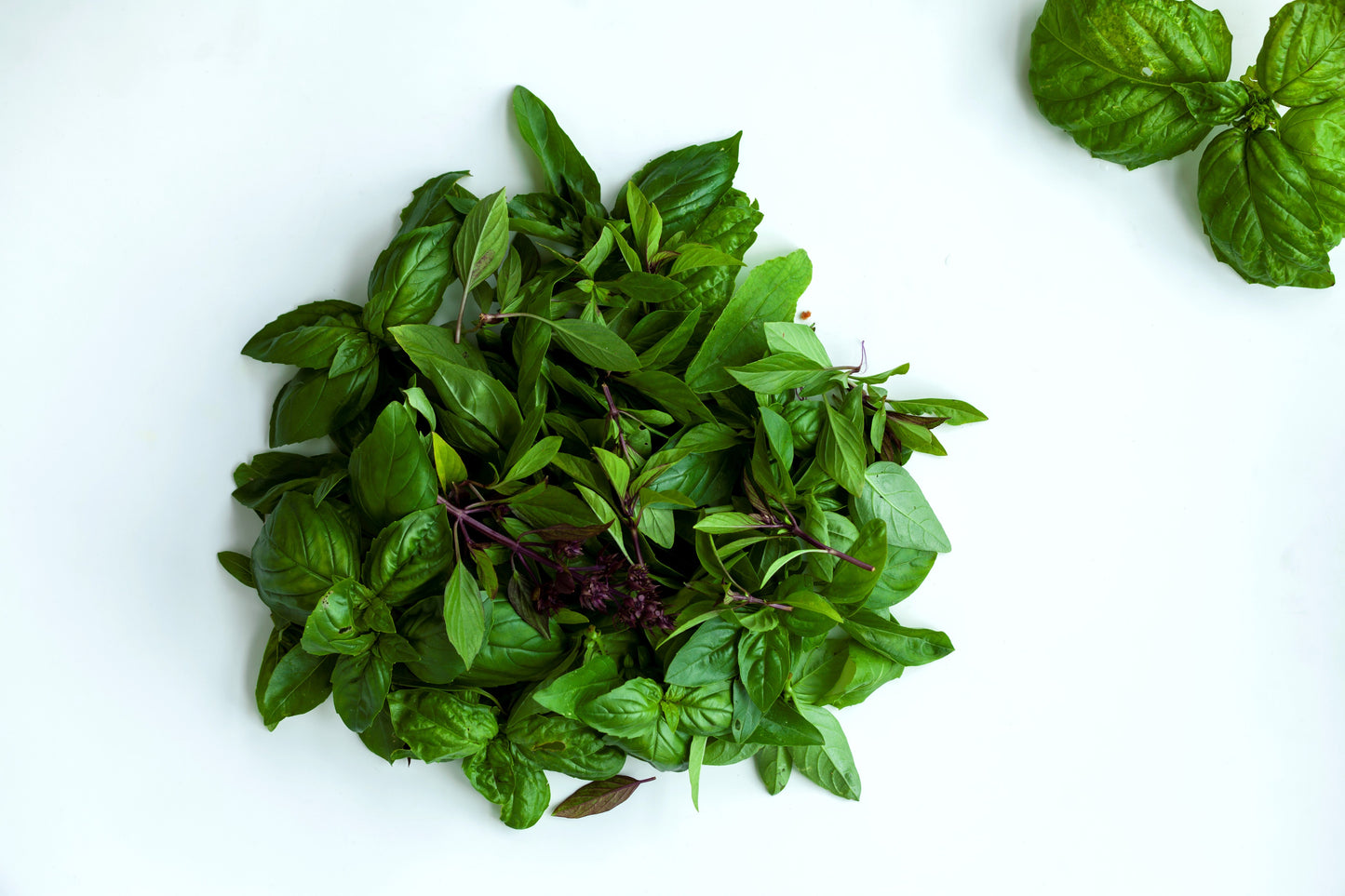 250 SIAM QUEEN Thai BASIL Ocimum Thyrsiflora Herb Flower Seeds