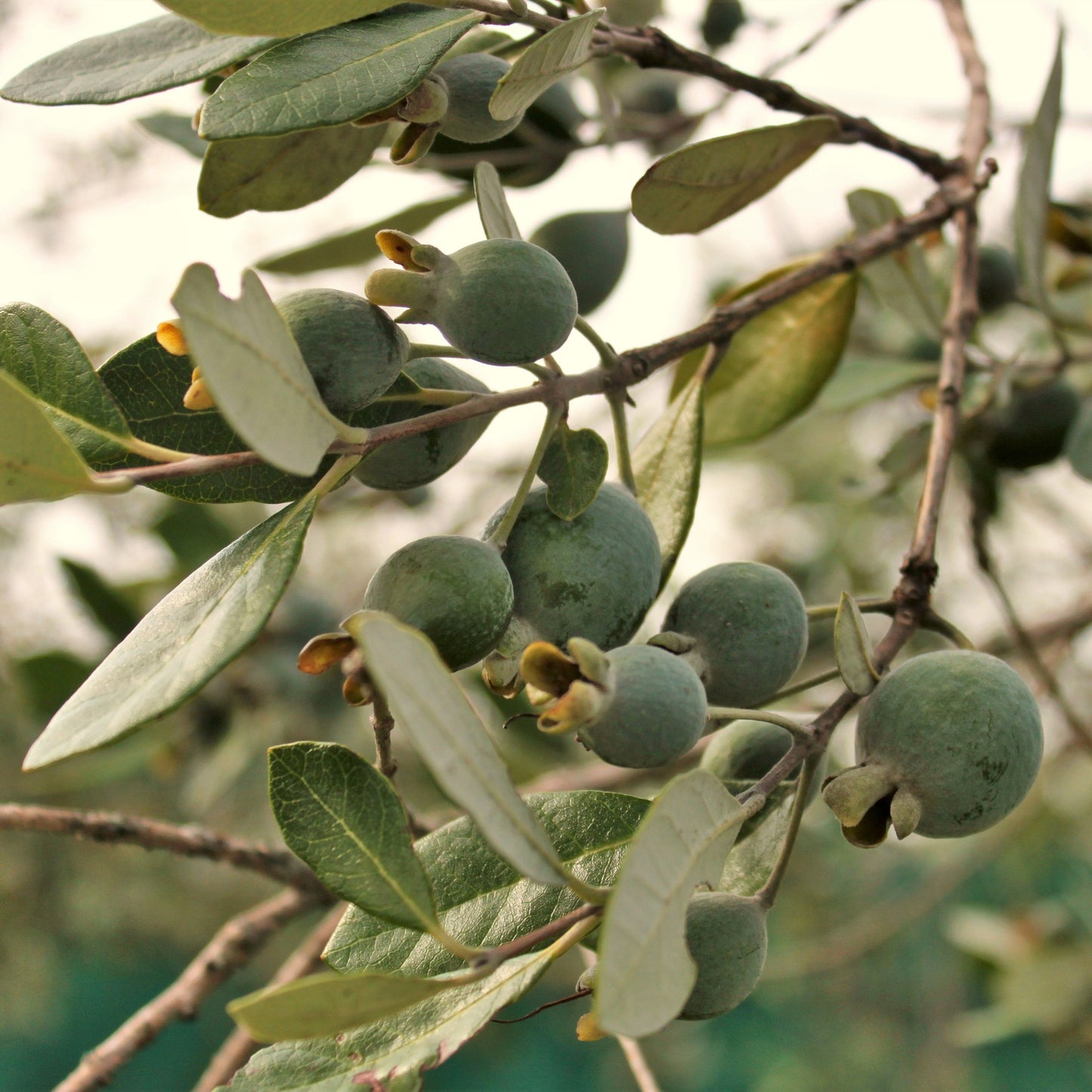 10 PINEAPPLE GUAVA Fruit Acca Guavasteen Brazilian or Fig Guava Feijoa Sellowiana Pink Red Flower Tree Shrub Seeds