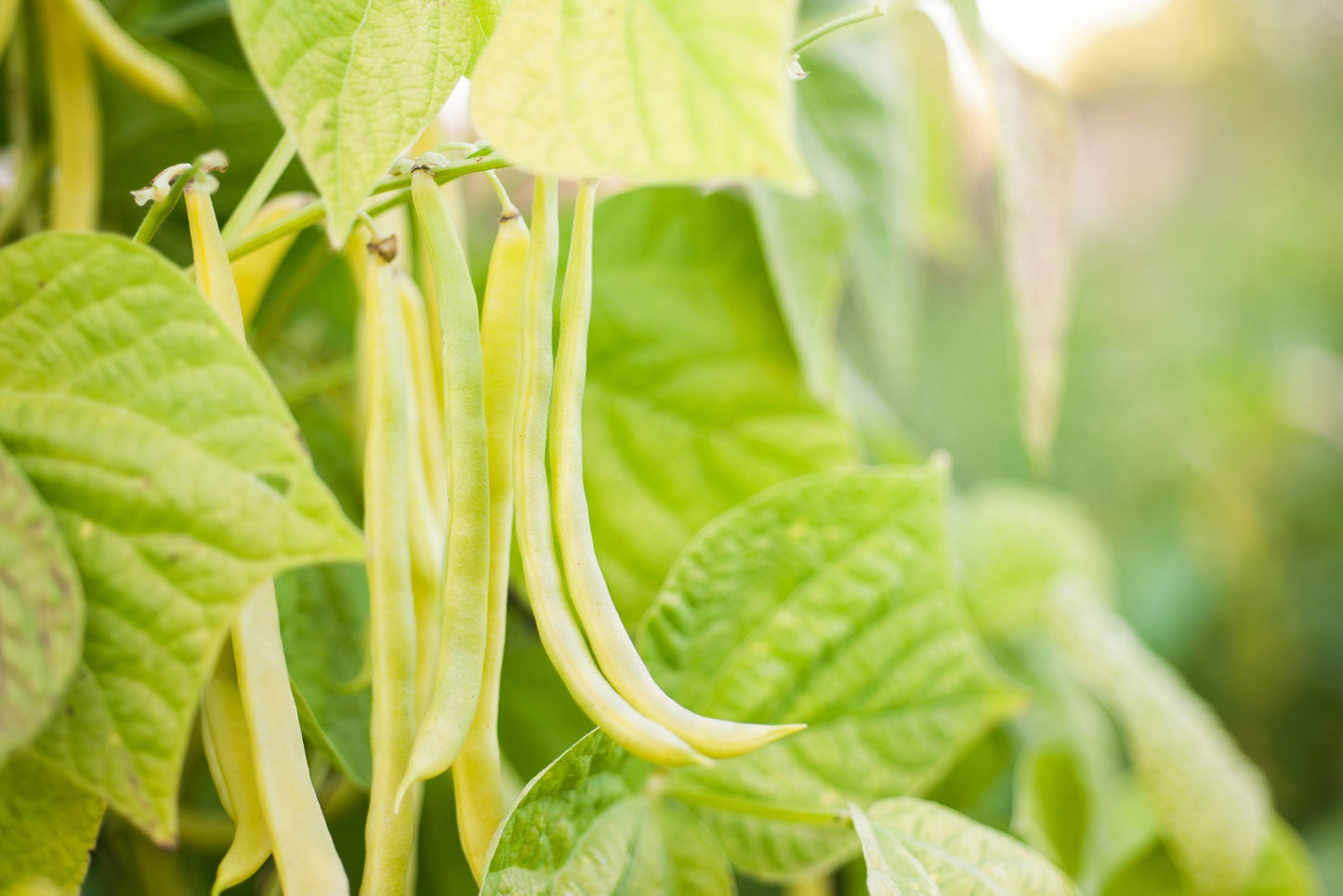 50 ' SLENDERWAX ' WAX BEAN Golden Yellow Bush Phaseolus Vulgaris Vegetable Seeds