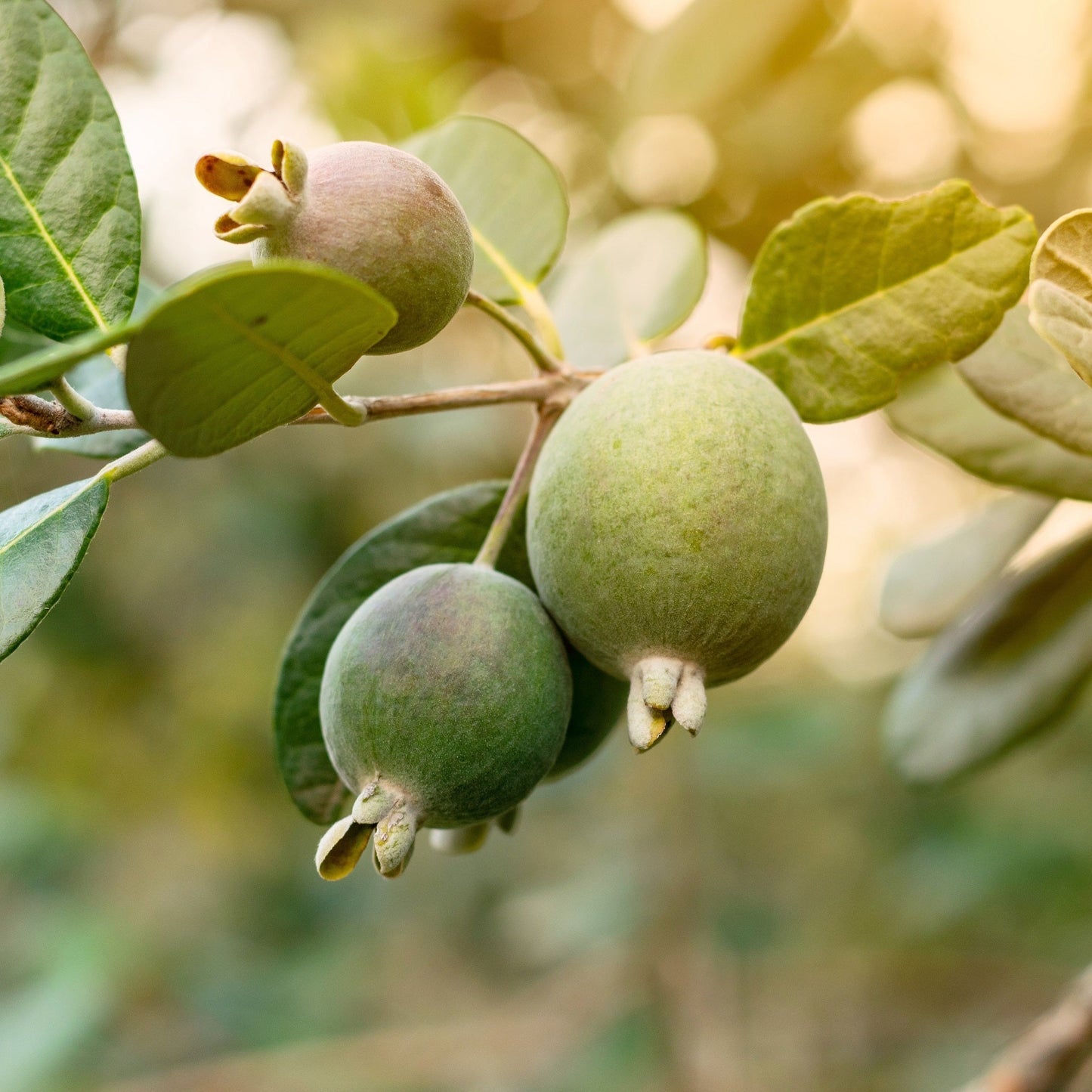 10 PINEAPPLE GUAVA Fruit Acca Guavasteen Brazilian or Fig Guava Feijoa Sellowiana Pink Red Flower Tree Shrub Seeds