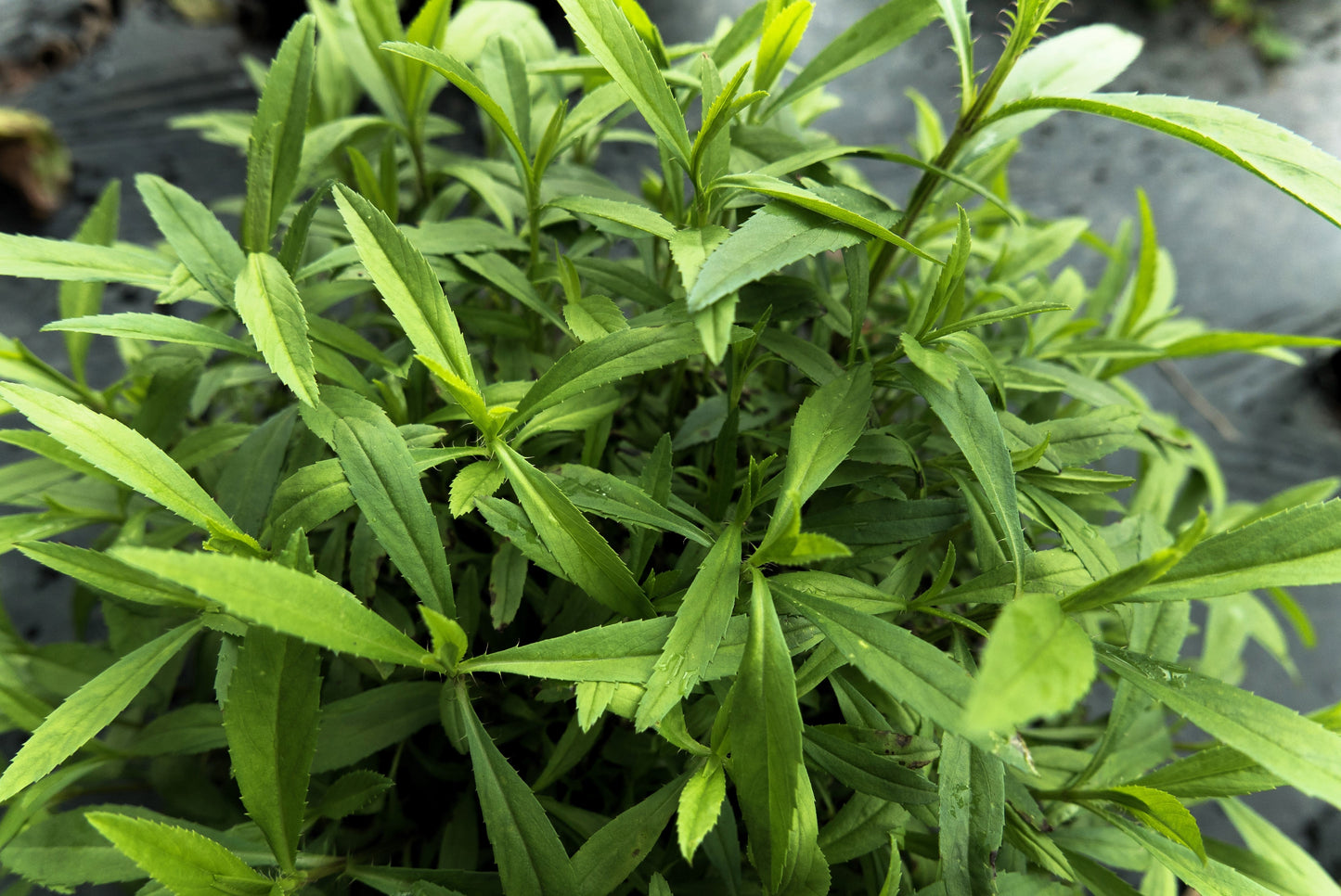 100 TARRAGON - Kitchen / Common / Dragons Wort - Artemisia Dracunculus Flower Culinary Herb Seeds