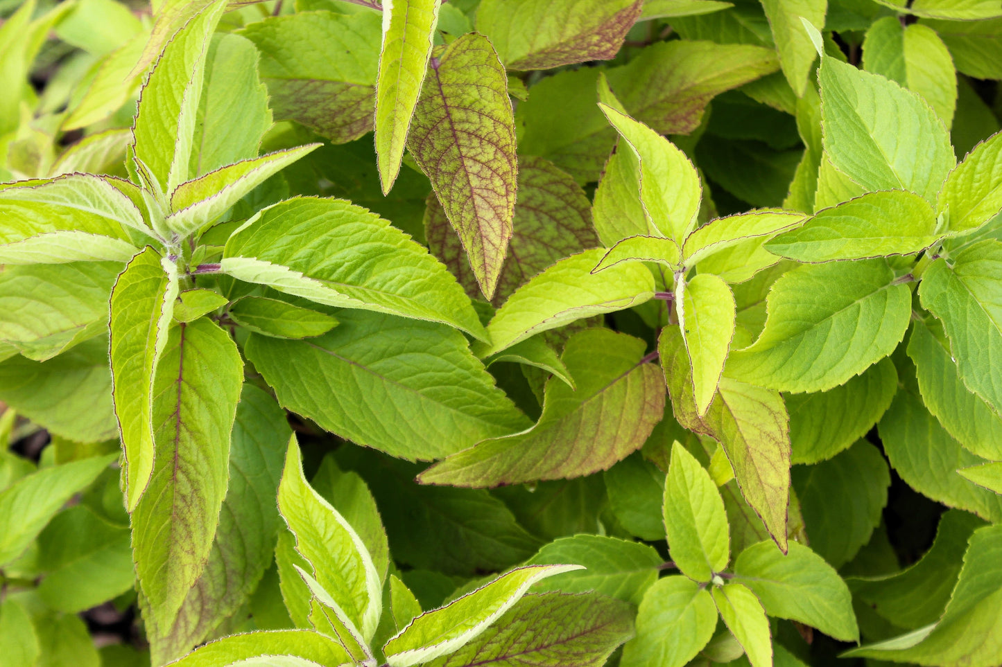20 Dwarf PINK BEE BALM Monarda Bradburiana Eastern Beebalm Herb Flower Seeds