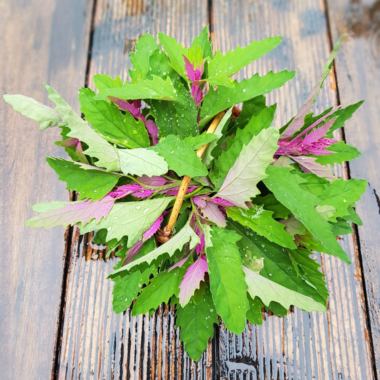 100 GIANT GOOSEFOOT Chenopodium Giganteum Purple Magenta Spreen Vegetable Seeds