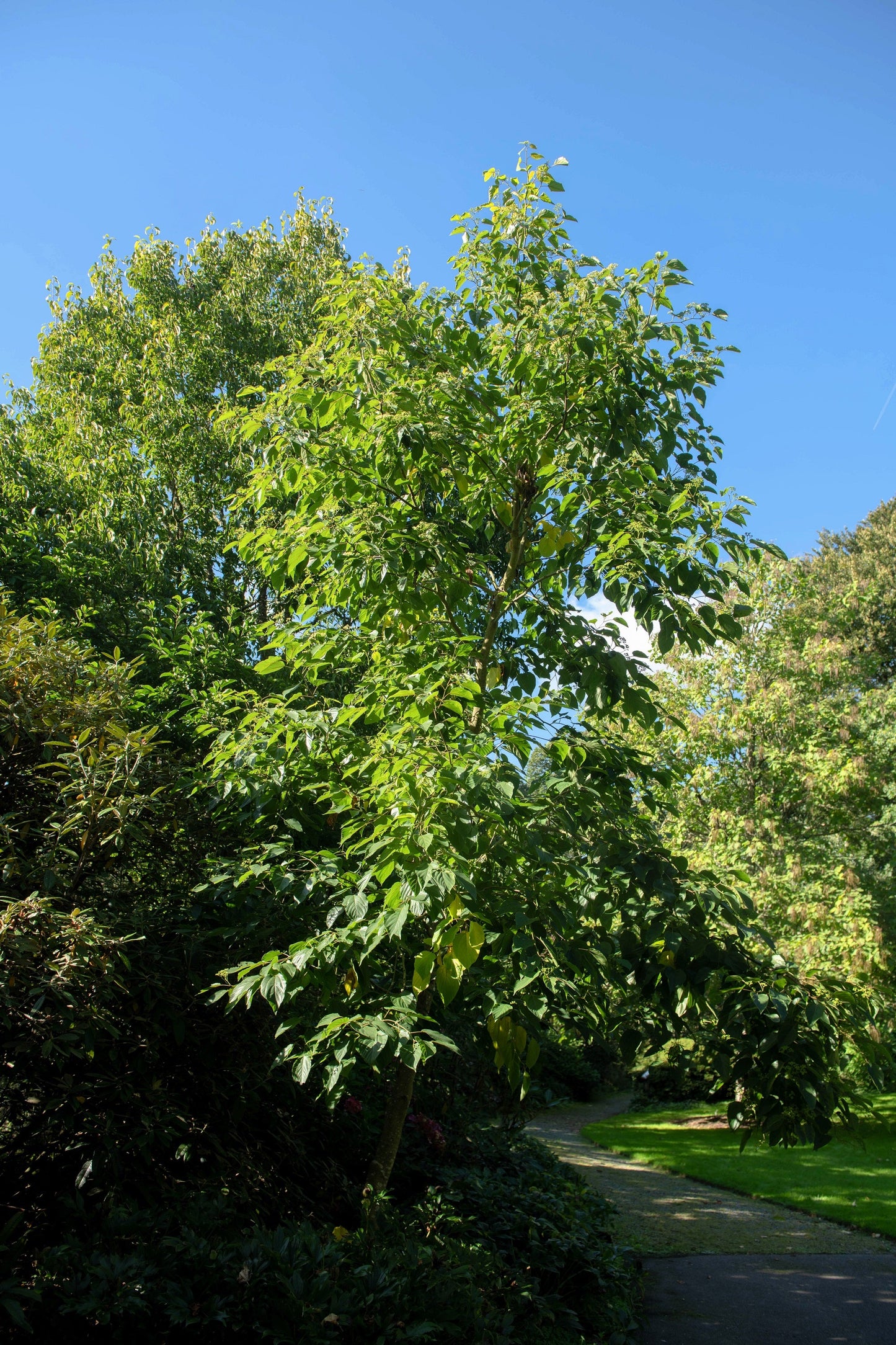 25 JAPANESE RAISIN TREE Edible Fruit Oriental Honey Flowers Hovenia Dulcis Seeds