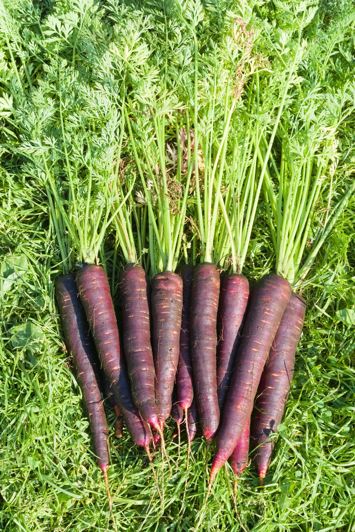 400 COSMIC PURPLE CARROT Daucus Carota Vegetable Seeds