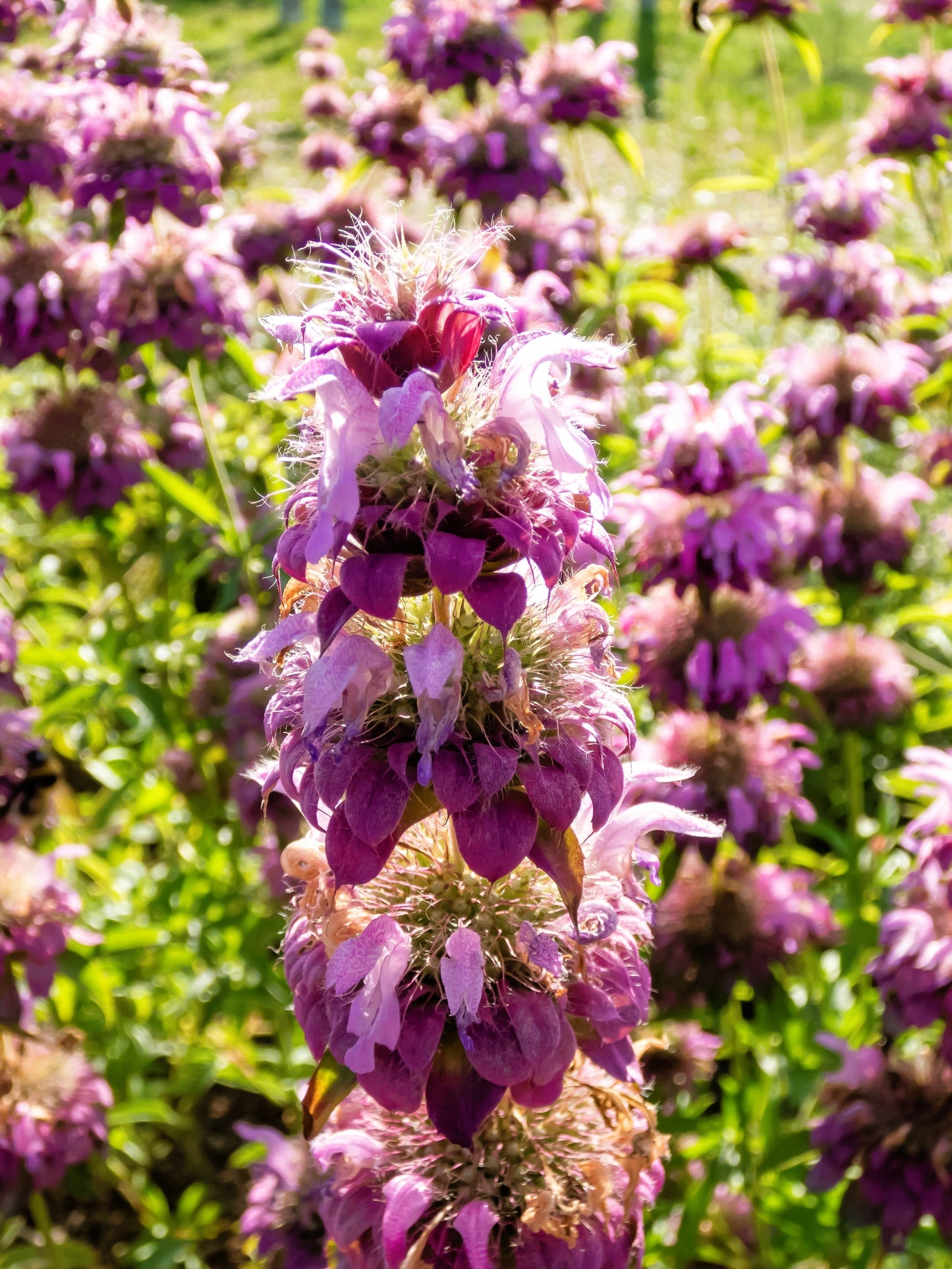 2000 BEE BALM Lemon MINT Monarda Citriodora Herb Purple Flower Seeds