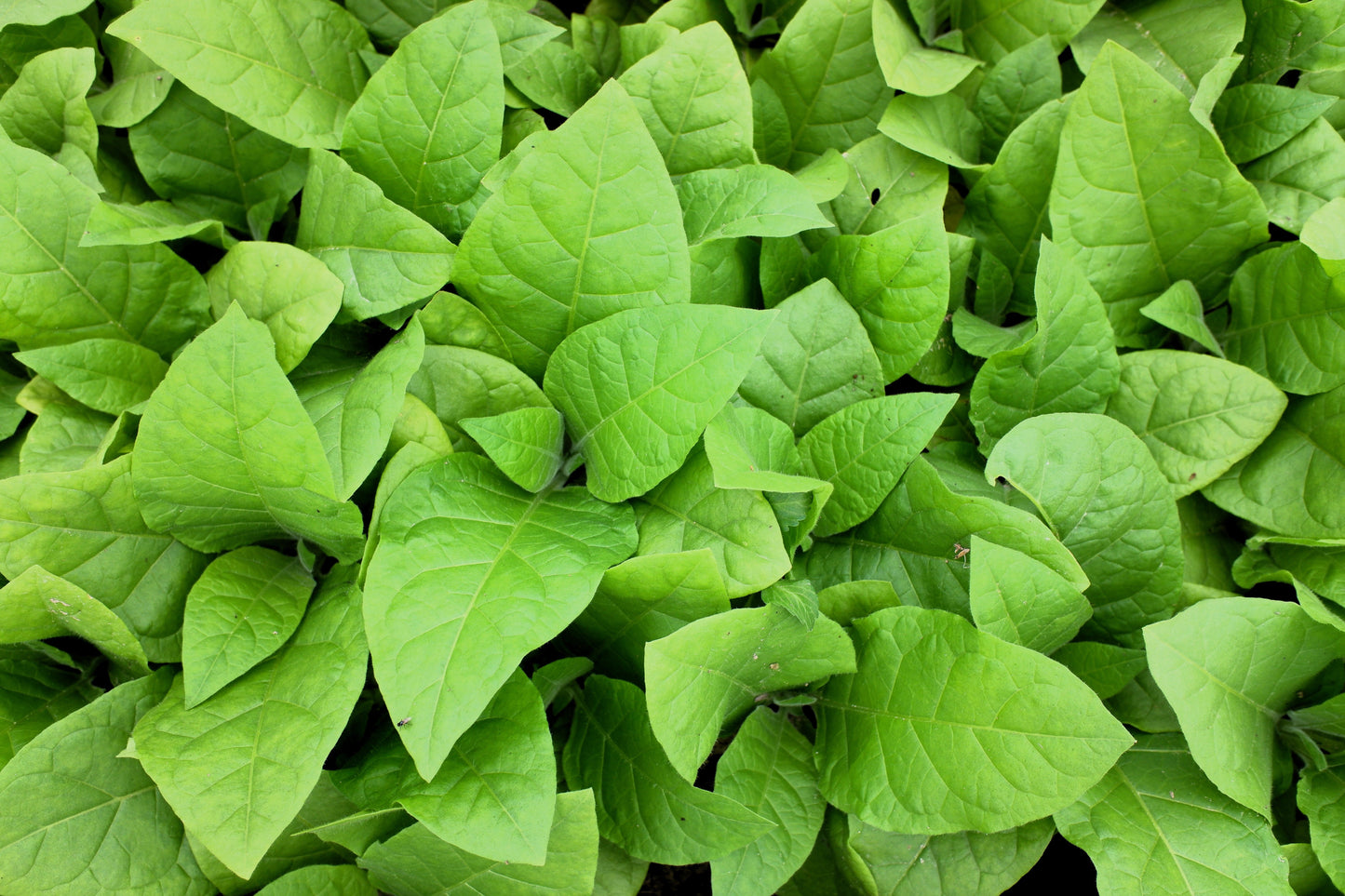 250 AZTEC TOBACCO Midewiwan Sacred Nicotiana Rustica Yellow Flower Herb Seeds