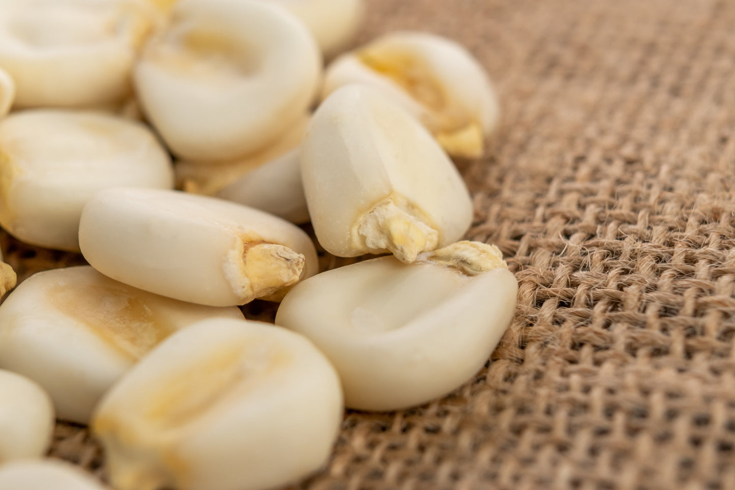 100 Country GENTLEMAN WHITE CORN Sweet Heirloom Zea Mays Vegetable Seeds