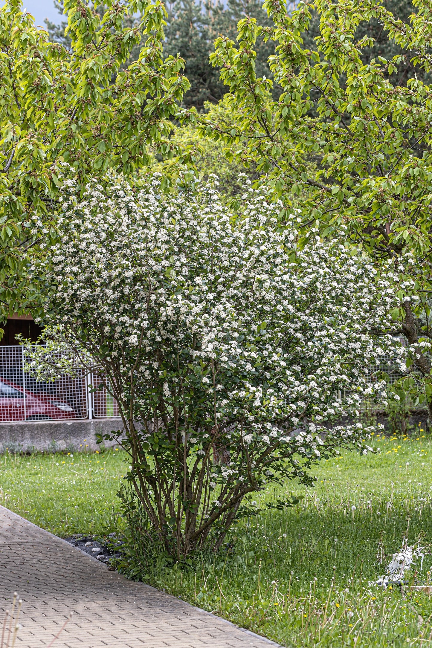 50 BLACK CHOKEBERRY Aronia Melanocarpa White Flower Fruit Shrub Seeds