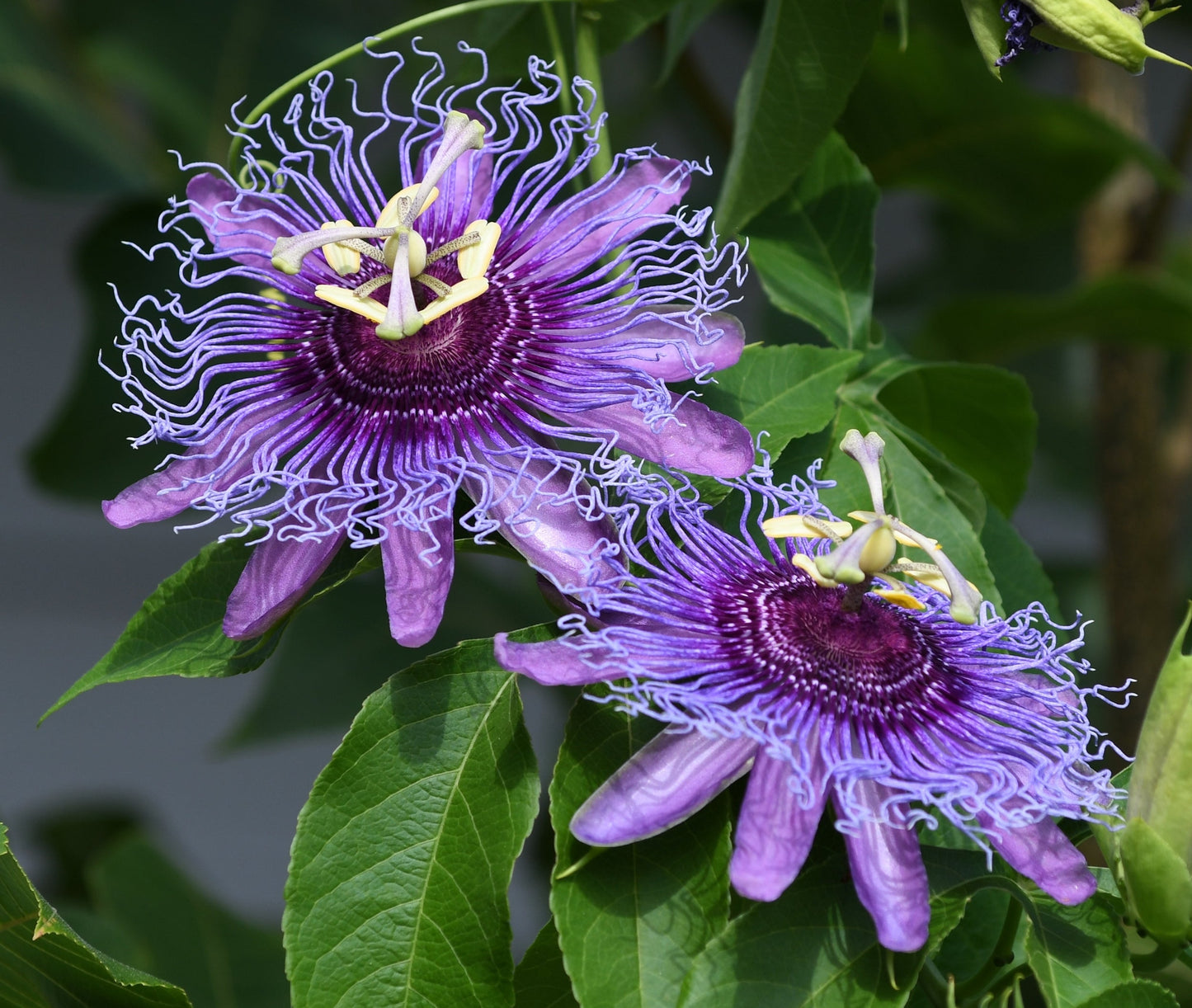 10 Purple PASSION FLOWER Passion FRUIT Granadilla Passiflora Incarnata Vine Seeds