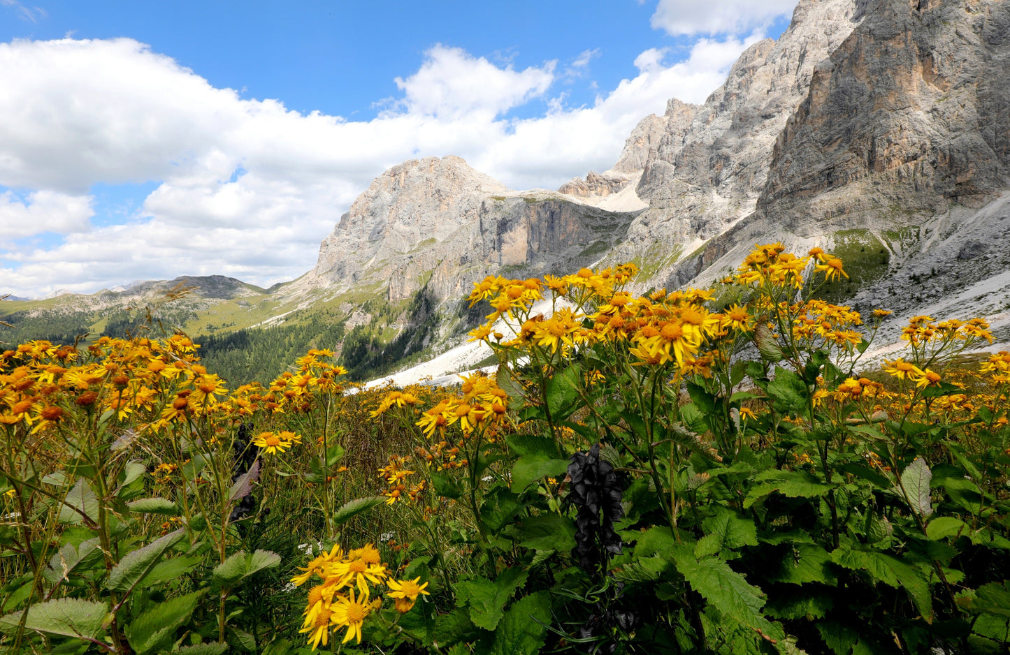 15 MOUNTAIN ARNICA Montana Wolf's Bane Yellow Flower Herb Seeds