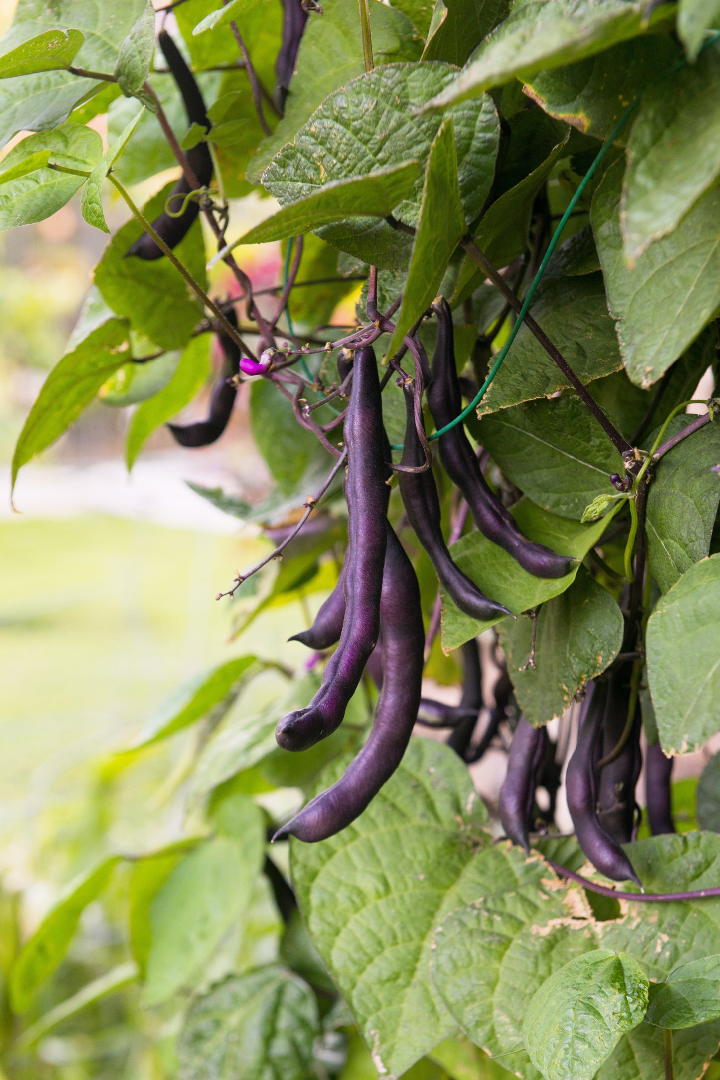 40 Royalty PURPLE POD BEAN Phaseolus Vulgaris Vegetable Seeds