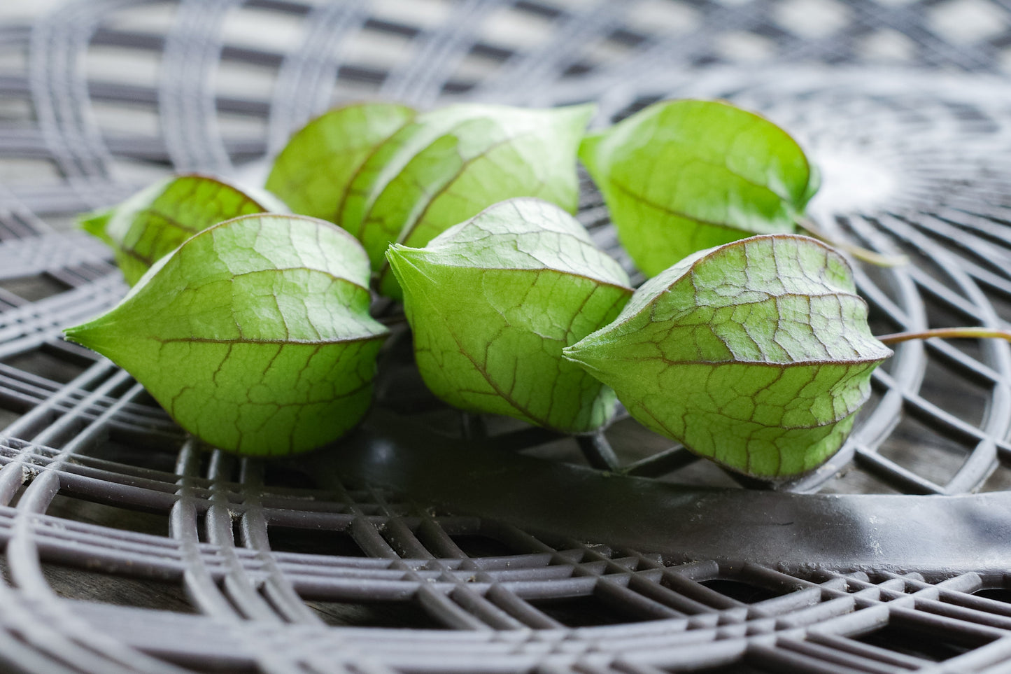 200 Organic GROUND CHERRY Physalis Pruinosa ( Golden Strawberry / Chinese Lantern ) Vegetable Seeds