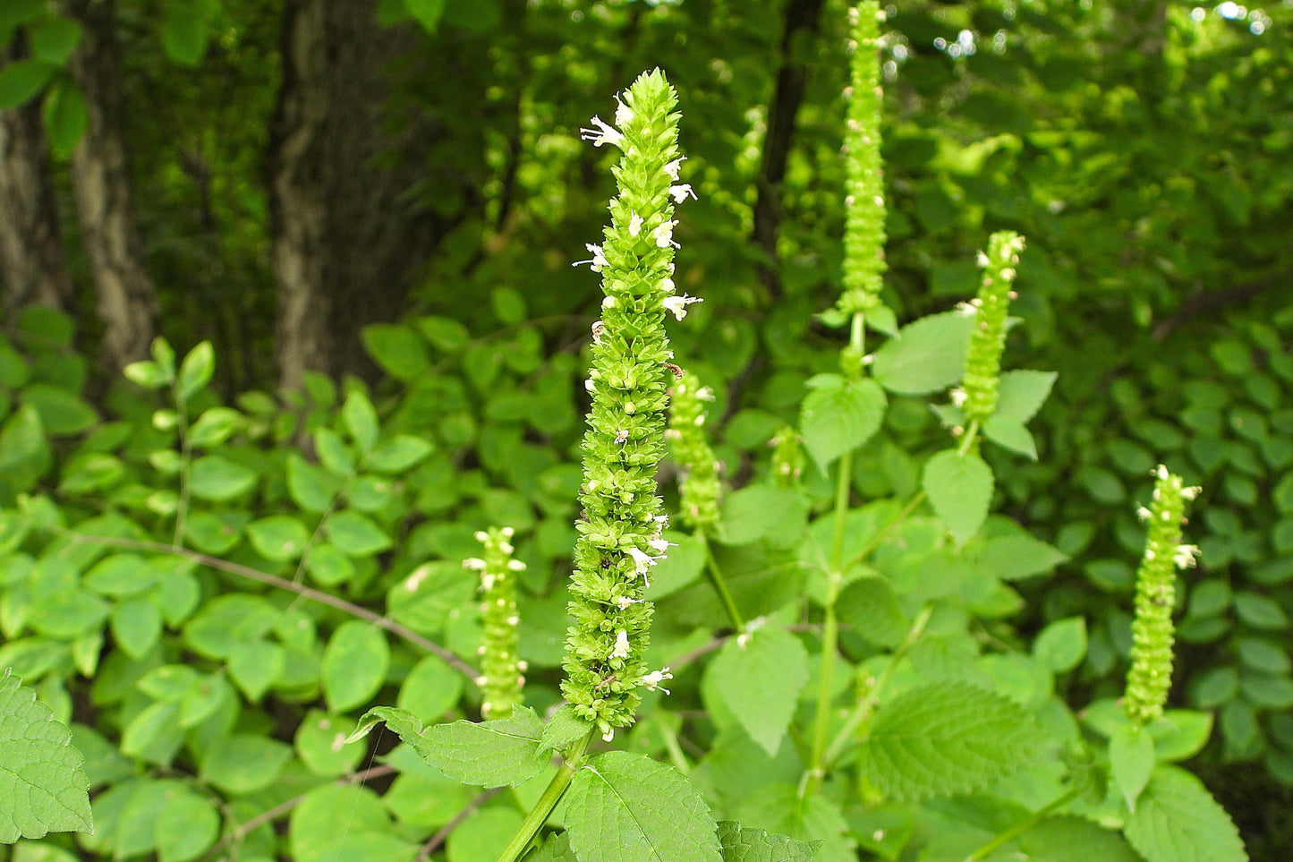 500 GIANT YELLOW HYSSOP Agastache Nepetoides Herb Flower Seeds