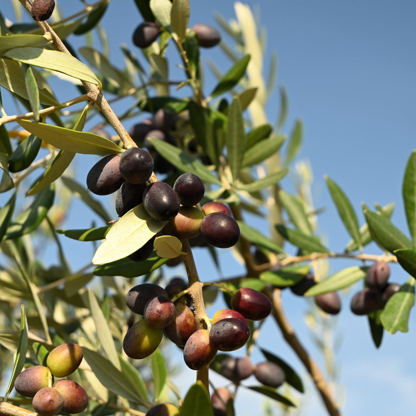 10 CANINO OLIVE TREE Olea Europaea Canino Edible European Common Green Black Fruit Seed