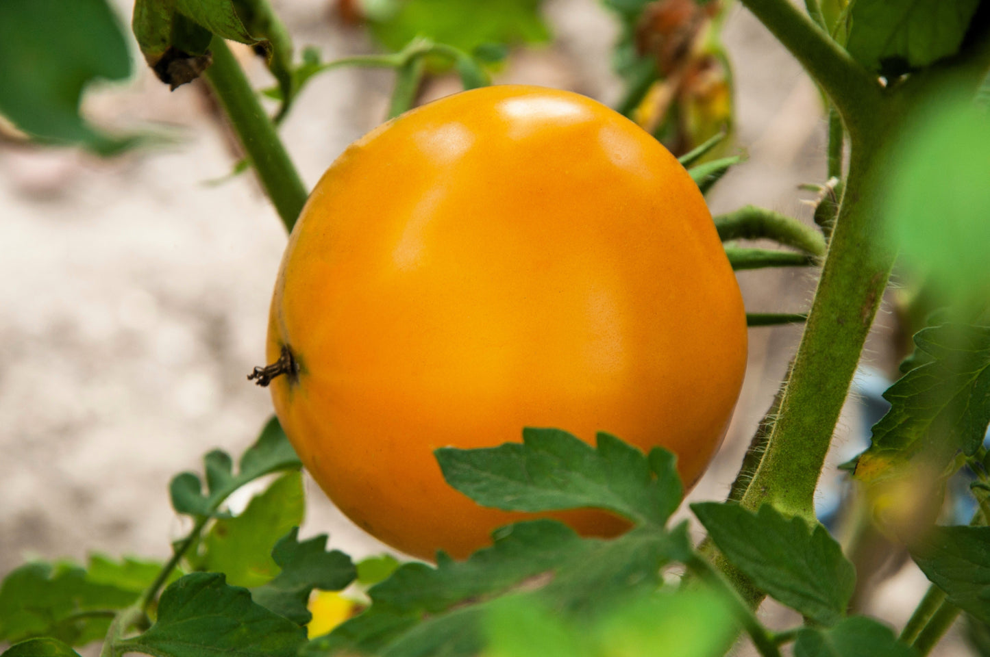 150 GOLDEN JUBILEE TOMATO Yellow Lycopersicon Lycopersicum Fruit Vegetable Seeds