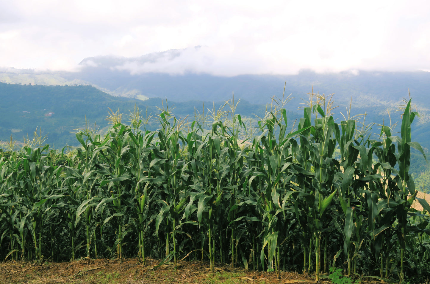 60 BICOLOR CORN DELECTABLE Yellow & White Zea Mays Vegetable Seeds