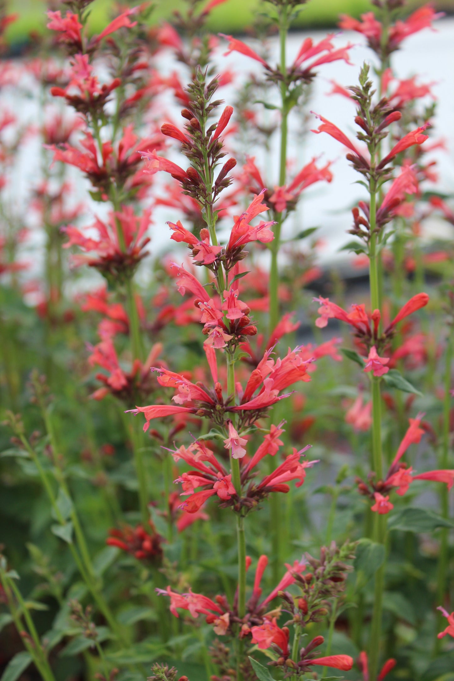30 Red AGASTACHE HEATHER QUEEN Hummingbrid Mint Hyssop Flower Herb Seeds