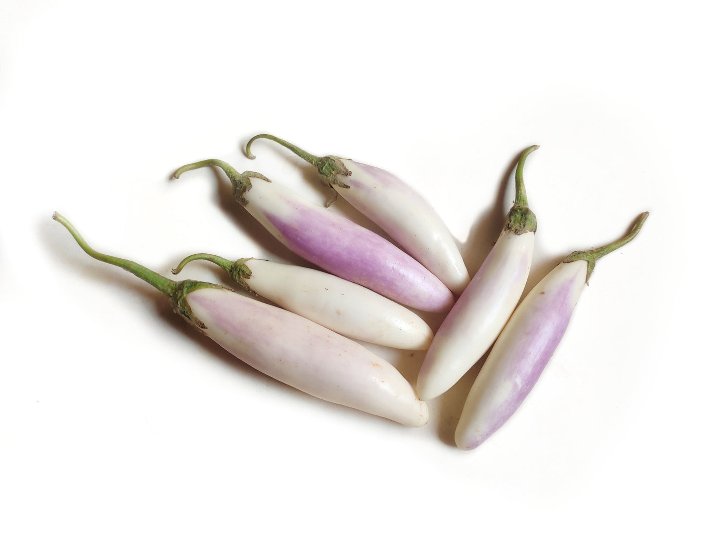25 BRIDE EGGPLANT White & Purple Fruit / Vegetable Solanum Melongena Seeds