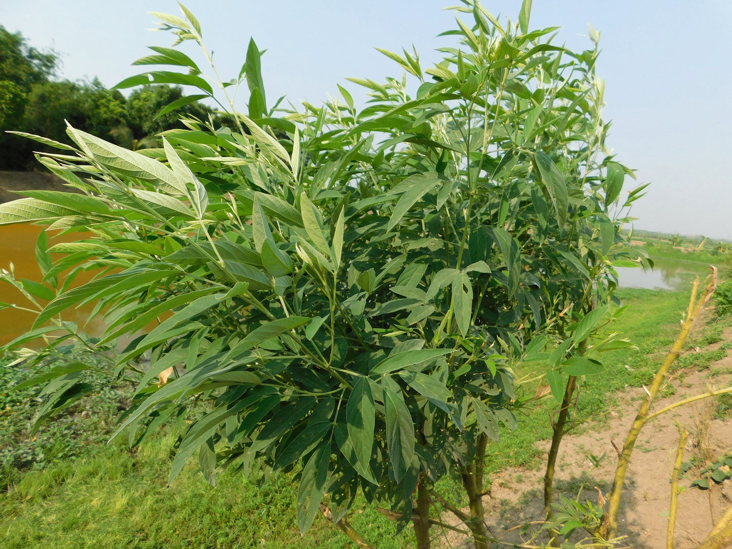 30 PIGEON PEA Dhal Gungo Puerto Rico Bean Cajanus Cajan Vegetable Seeds