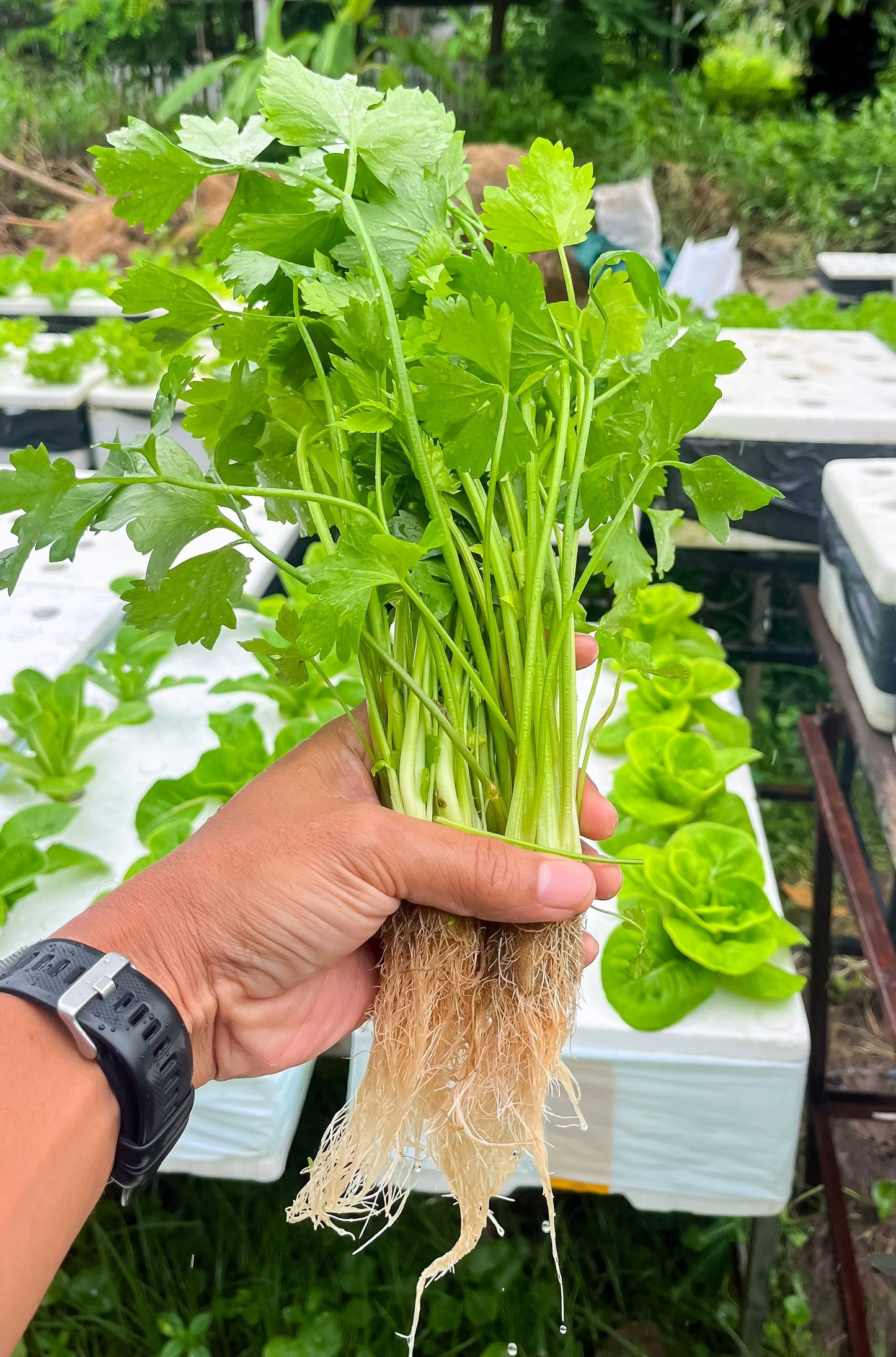 2000 CUTTING LEAF CELERY Apium Graveolens Soup Vegetable Herb Seeds