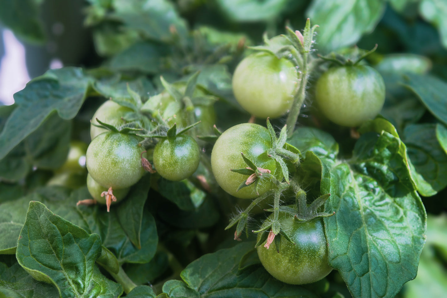 50 Organic SNOW WHITE Cherry TOMATO White Skin Lycopersicon Fruit Vegetable Seeds