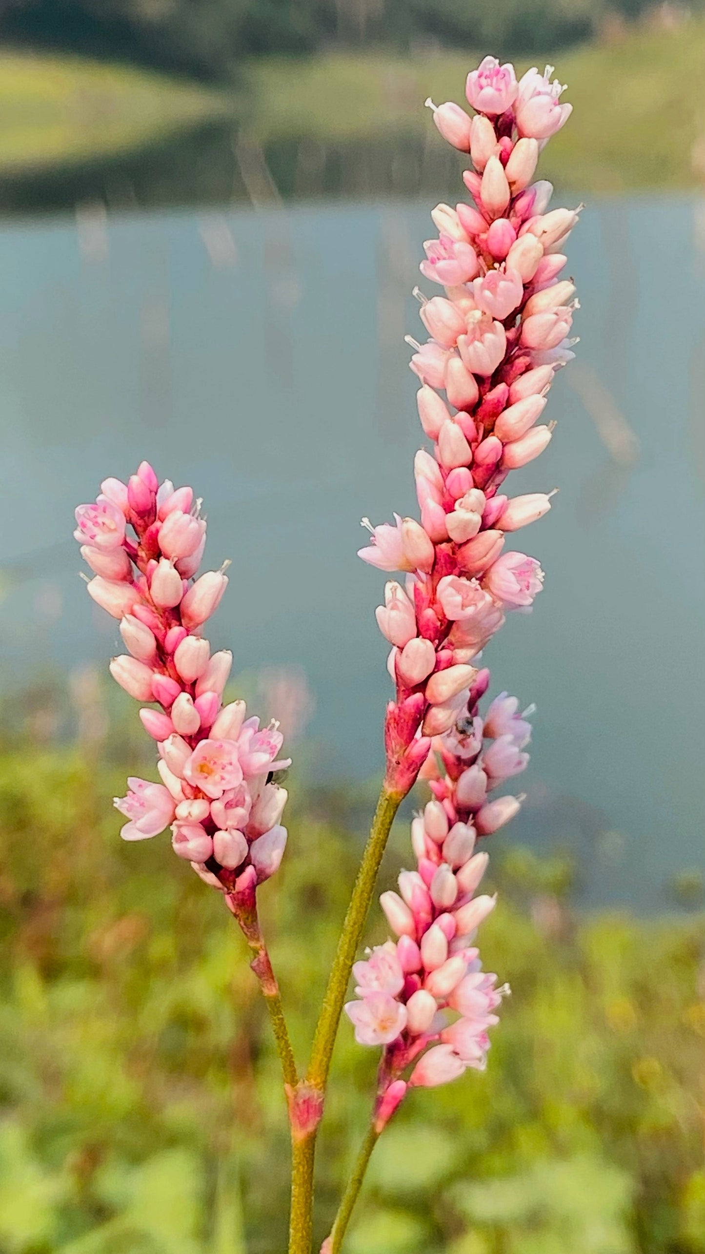 100 PINKWEED Smartweed Pink Knotweed Polygonum Wetland Flower Herb Seeds