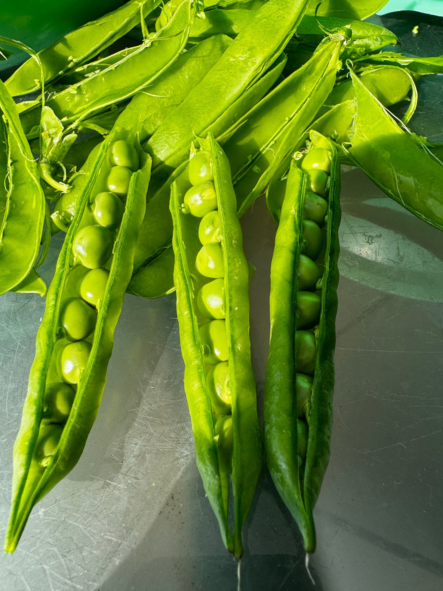 50 GREEN ARROW PEA Heirloom Shelling English Pisum Sativum Vegetable Seeds