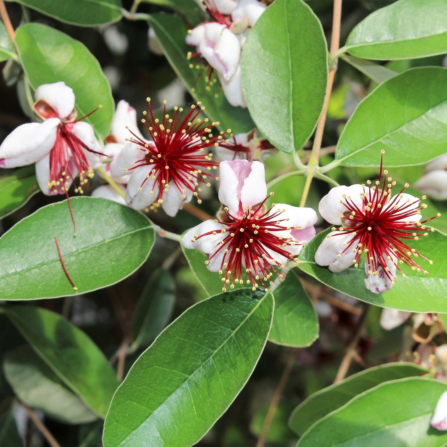 10 PINEAPPLE GUAVA Fruit Acca Guavasteen Brazilian or Fig Guava Feijoa Sellowiana Pink Red Flower Tree Shrub Seeds