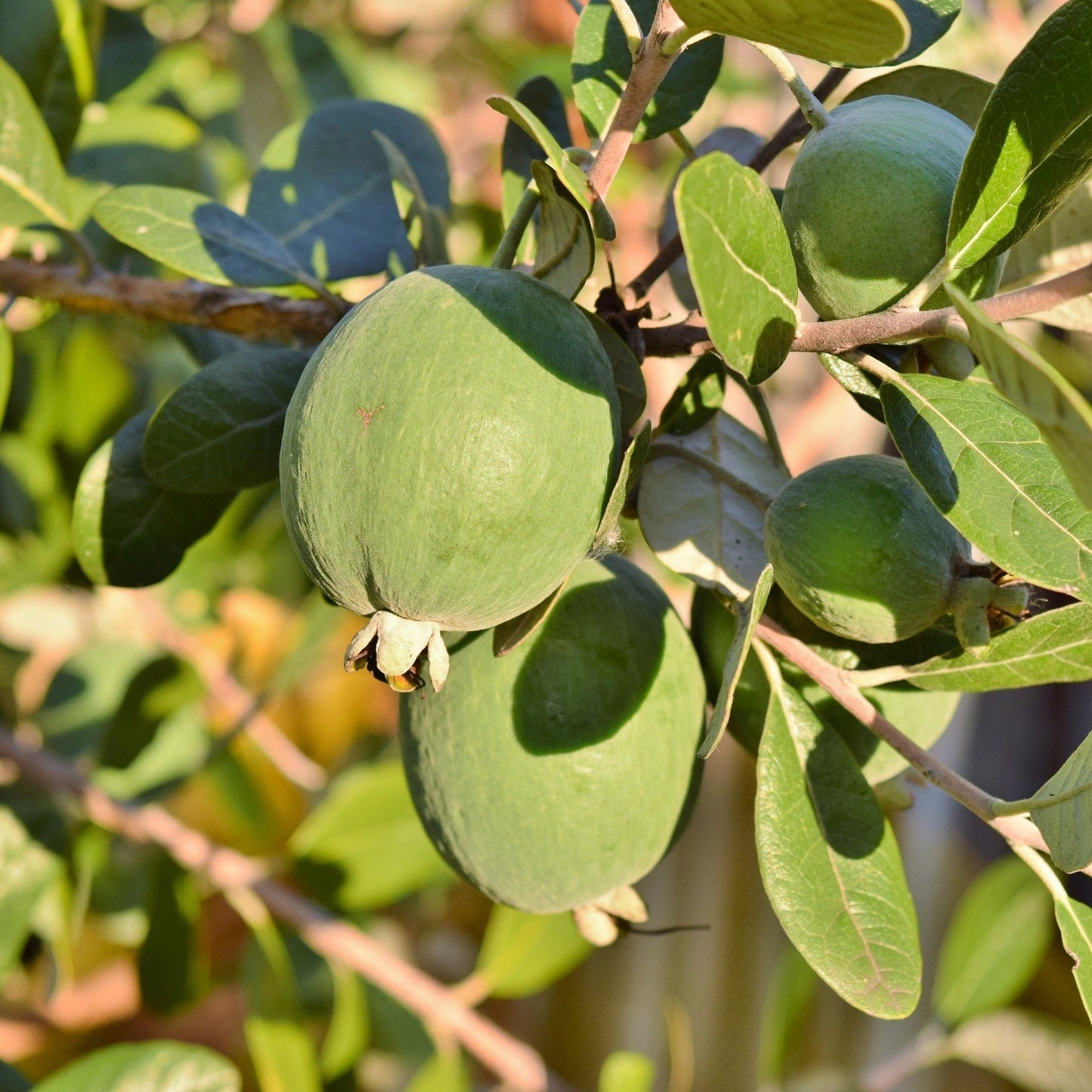 10 PINEAPPLE GUAVA Fruit Acca Guavasteen Brazilian or Fig Guava Feijoa Sellowiana Pink Red Flower Tree Shrub Seeds