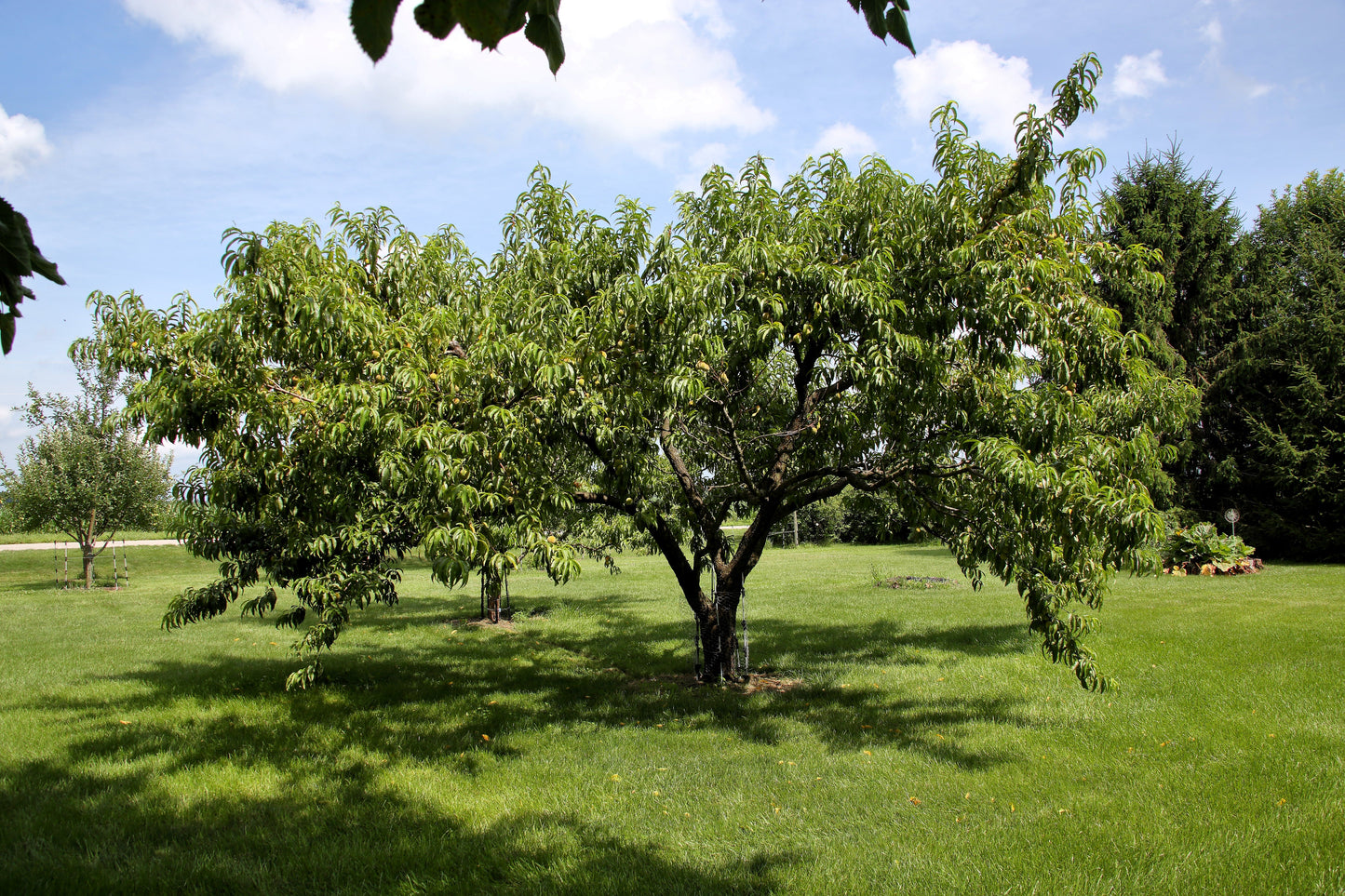 3 NEMAGUARD PEACH TREE Prunus Persica Fruit Pink Flower Seeds