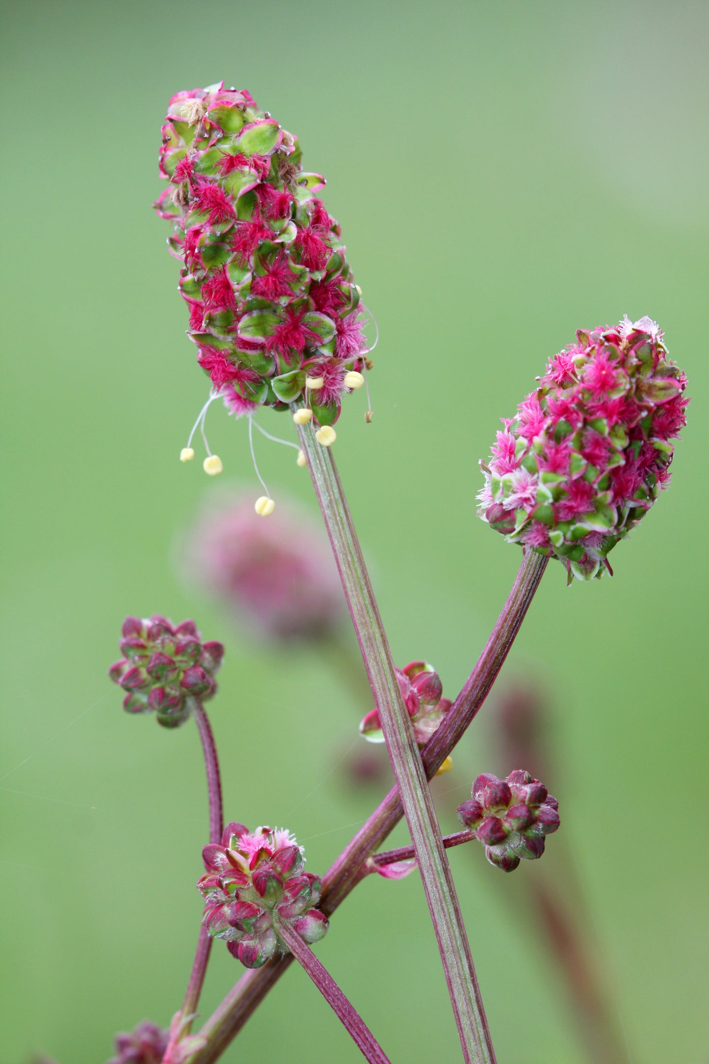 500 SALAD BURNET Sanguisorba Minor Edible Greens Vegetable Herb Flower Seeds