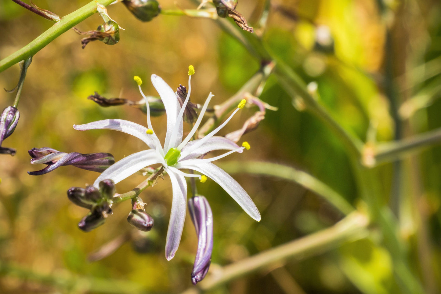 10 WAVY LEAFED SOAP PLANT California Soaproot Amole Lily Chlorogalum Pomeridianum Laothoe White Purple Striped Flower Native Herb Seeds