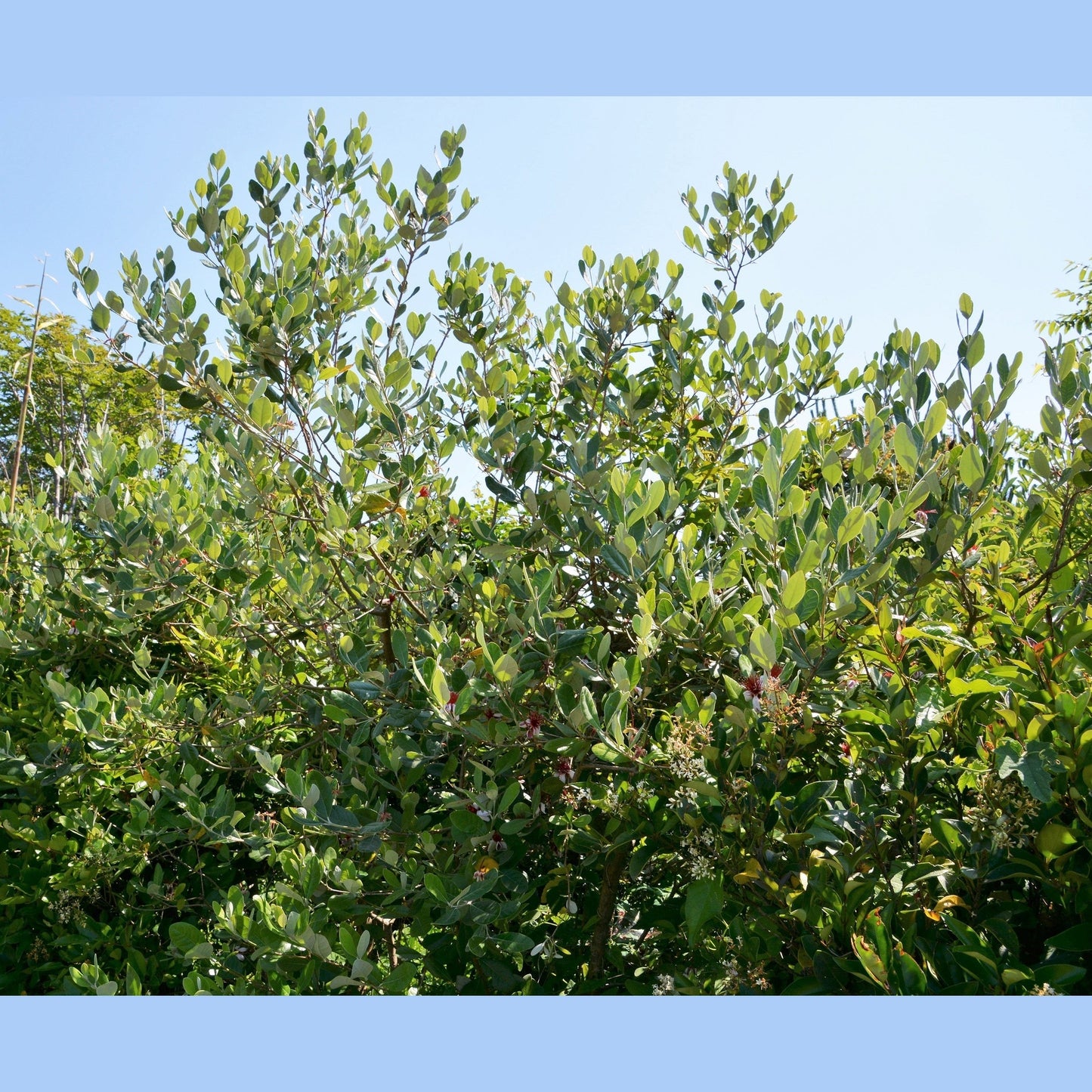 10 PINEAPPLE GUAVA Fruit Acca Guavasteen Brazilian or Fig Guava Feijoa Sellowiana Pink Red Flower Tree Shrub Seeds