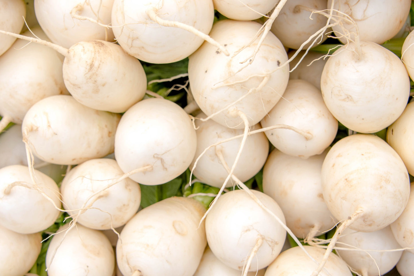 300 WHITE EGG TURNIP Brassica Rapa Vegetable Seeds
