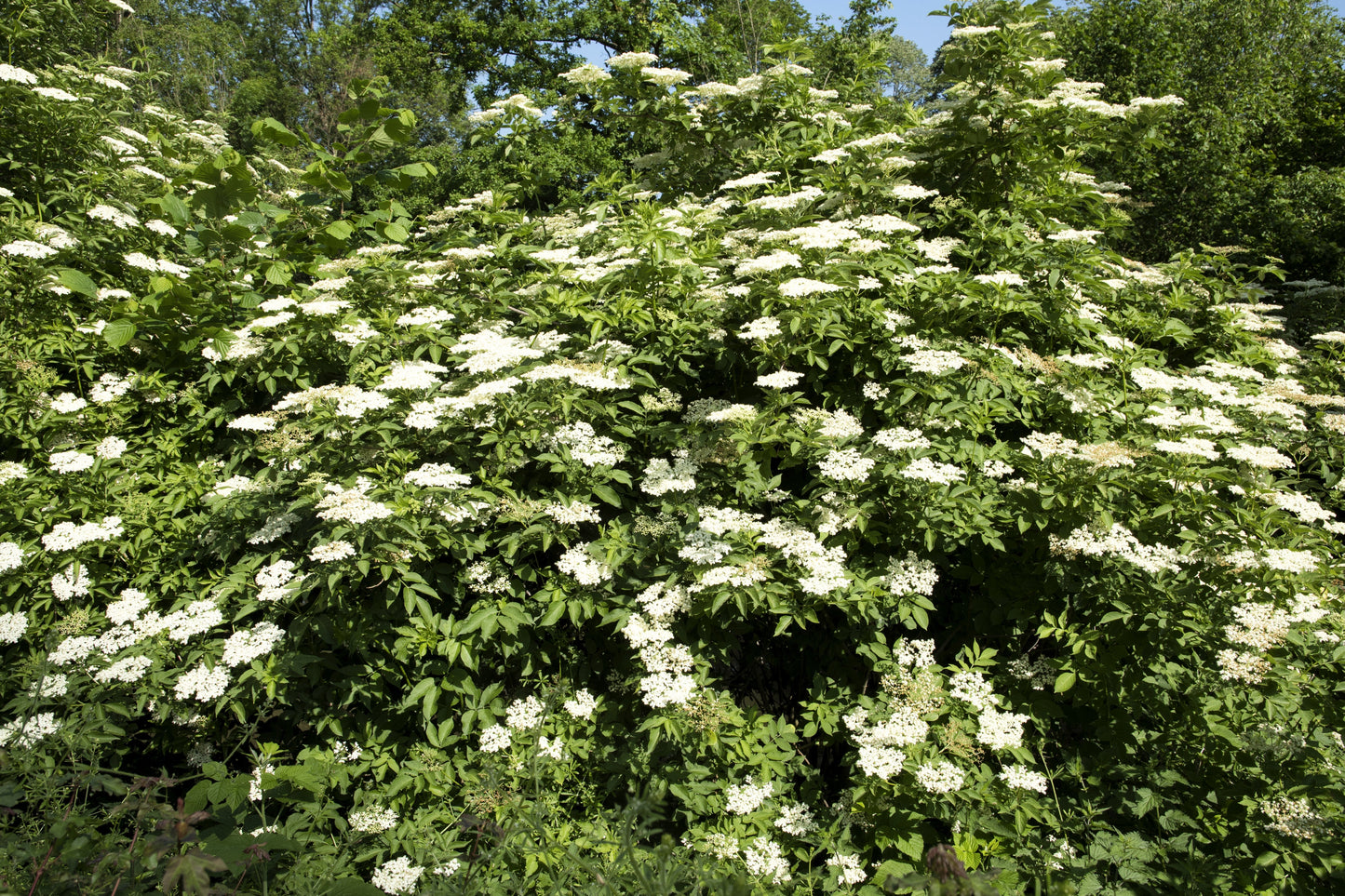 25 American ELDERBERRY FRUIT BUSH Shrub Tree Sambucus Nigra Canadensis Seeds