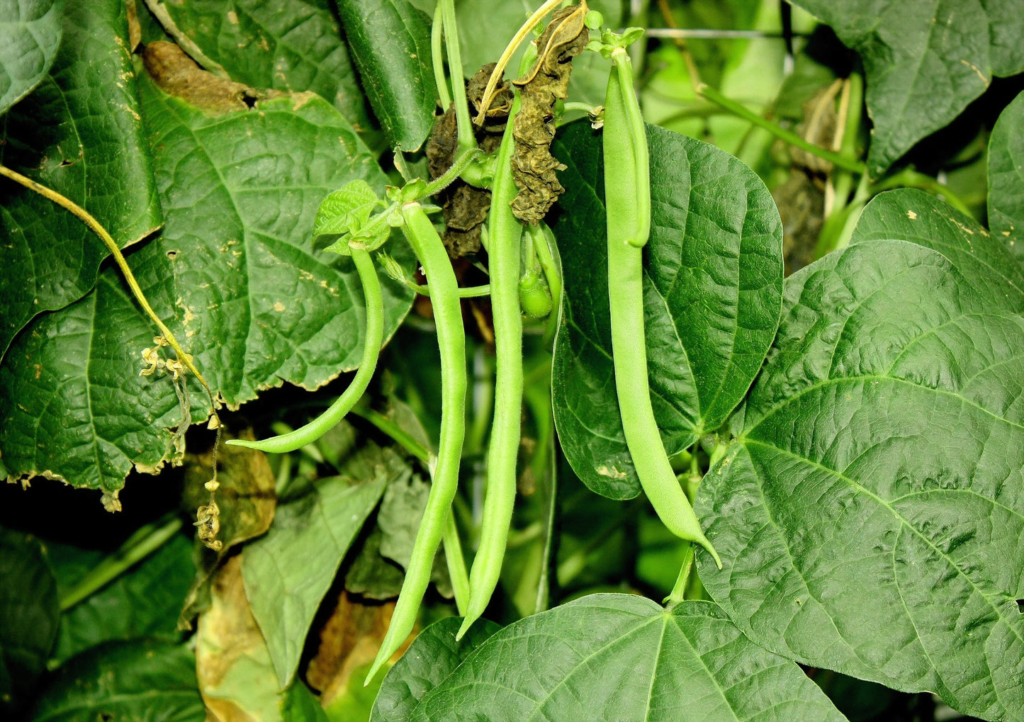 50 KENTUCKY WONDER Pole BEAN Phaseolus Vulgaris Vegetable Seeds
