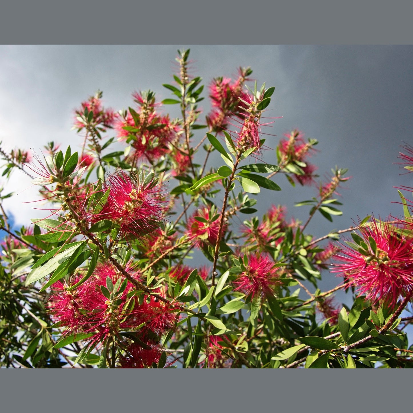 10 PINEAPPLE GUAVA Fruit Acca Guavasteen Brazilian or Fig Guava Feijoa Sellowiana Pink Red Flower Tree Shrub Seeds