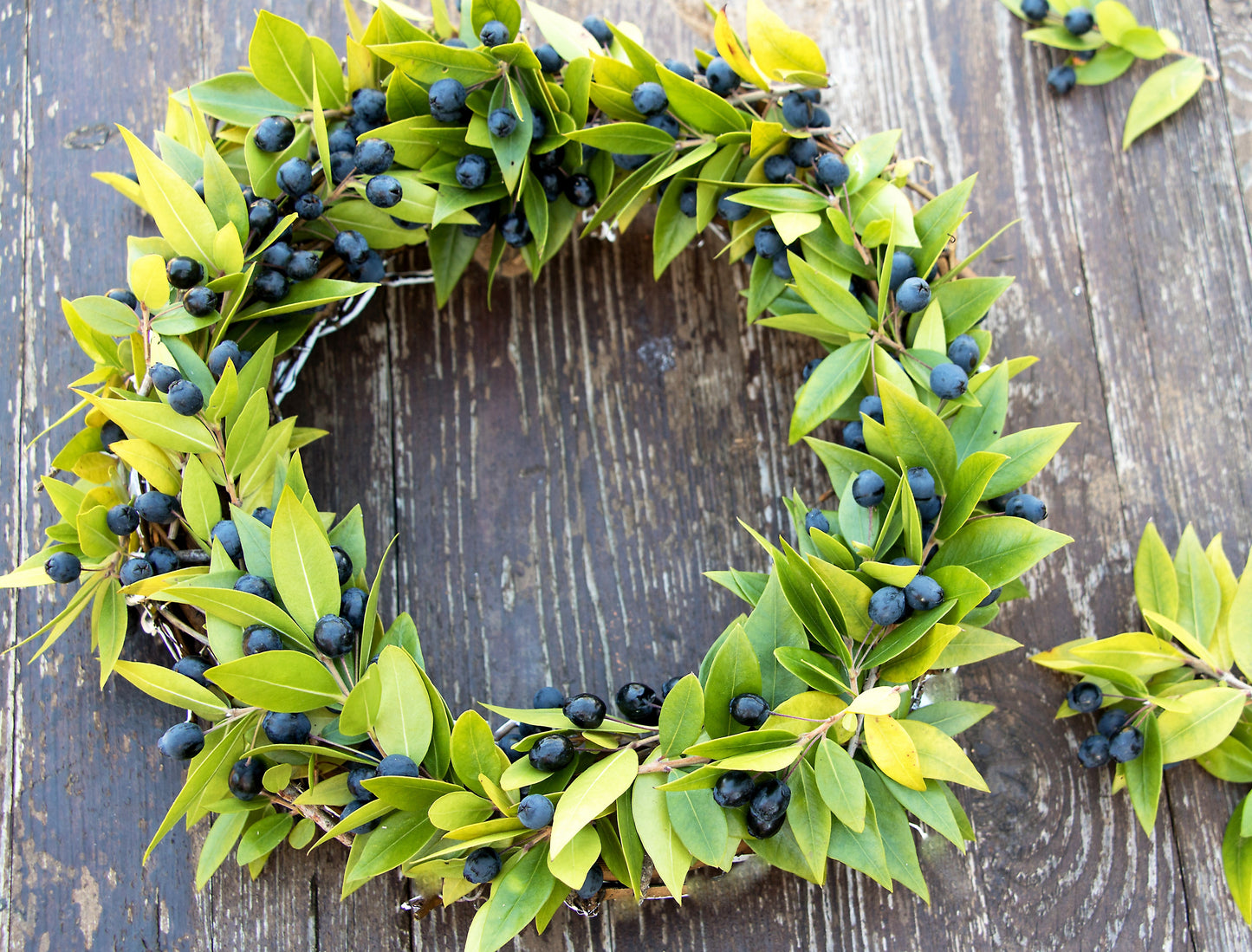 20 TRUE MYRTLE Myrtus Communis aka Common & Sweet Myrtle Fragrant White Flower Edible Blue Berry Fruit Shrub Seeds