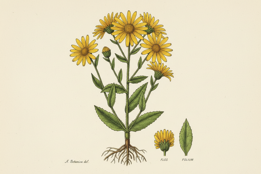 The Amazing Arnica 🌼