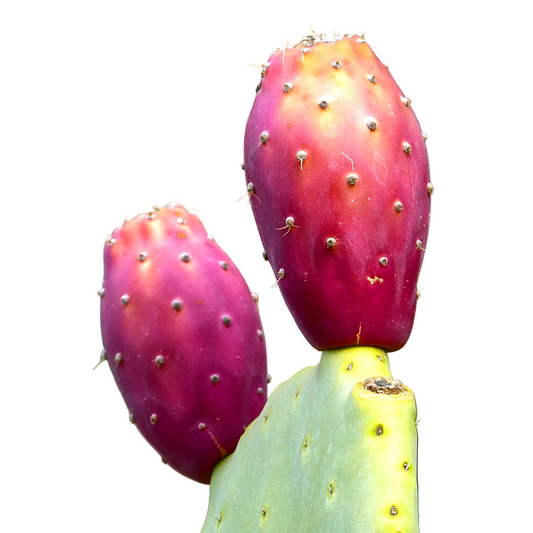 Prickly Pear (Opuntia ficus-indica)