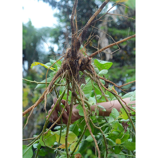 Ashwagandha (Withania somnifera)